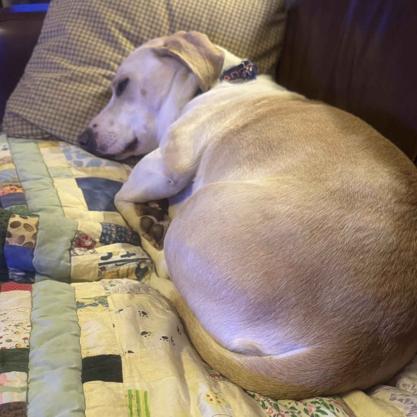 Jasper, a Adopted mixed breed in Milwaukee, WI image 2/3