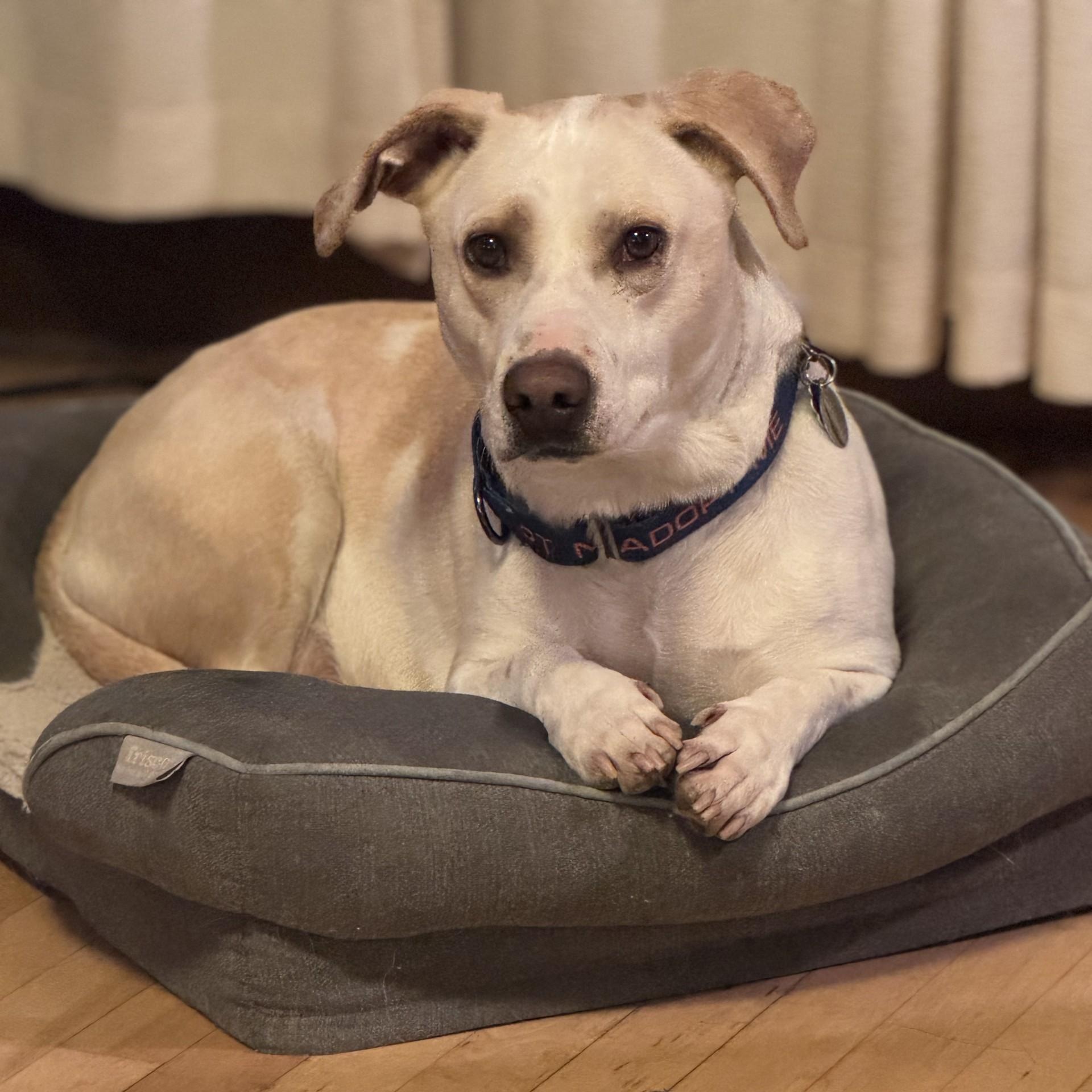 Jasper, a Adopted mixed breed in Milwaukee, WI image 3/3