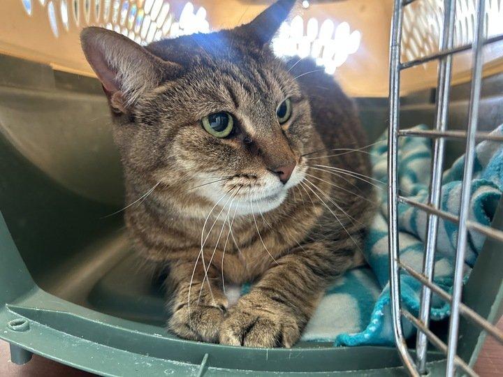 Enlarge Isabelle, a Adoptable Domestic Short Hair in Raleigh, NC image 1/1