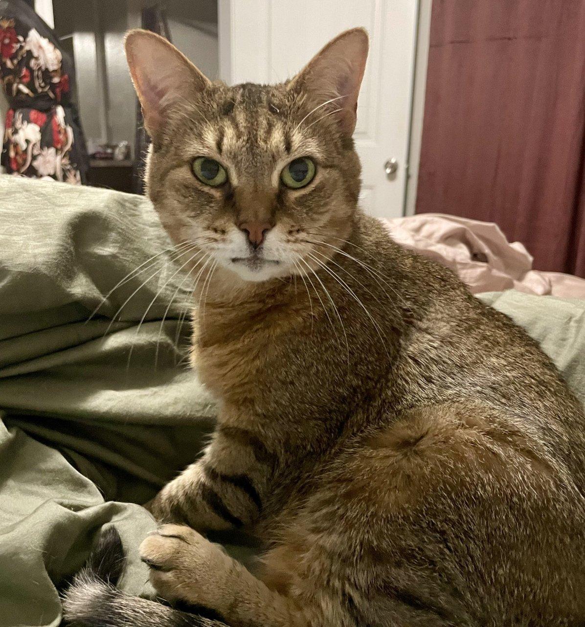 Isabelle, a Adoptable Domestic Short Hair in Raleigh, NC image 2/2
