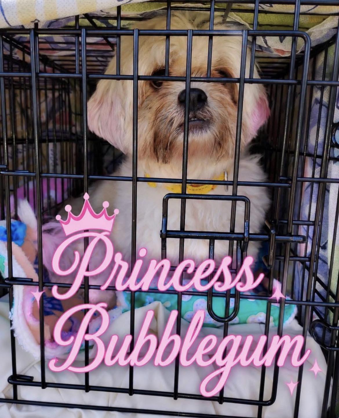 Enlarge Princess BubbleGum, a ADOPTABLE mixed breed in Powell Butte, OR image 1/1