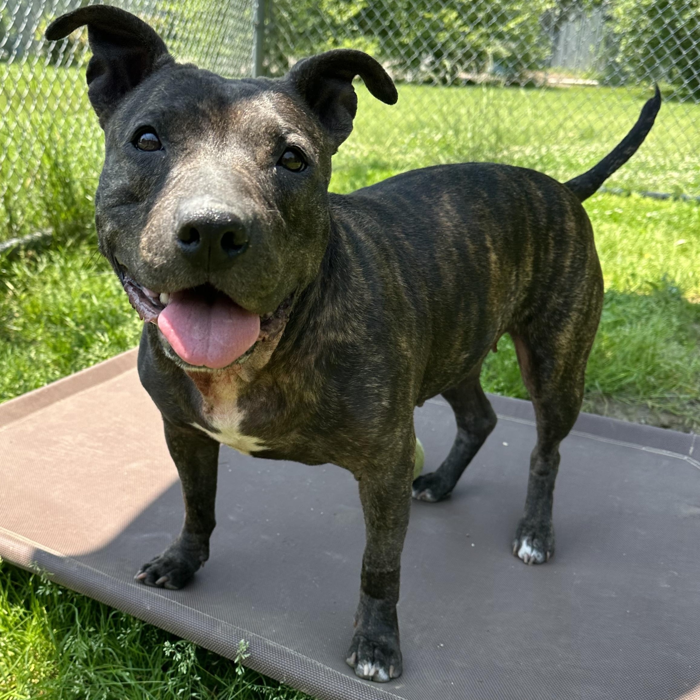 Ruby, a Adoptable Mixed Breed in Exeter, RI image 4/6