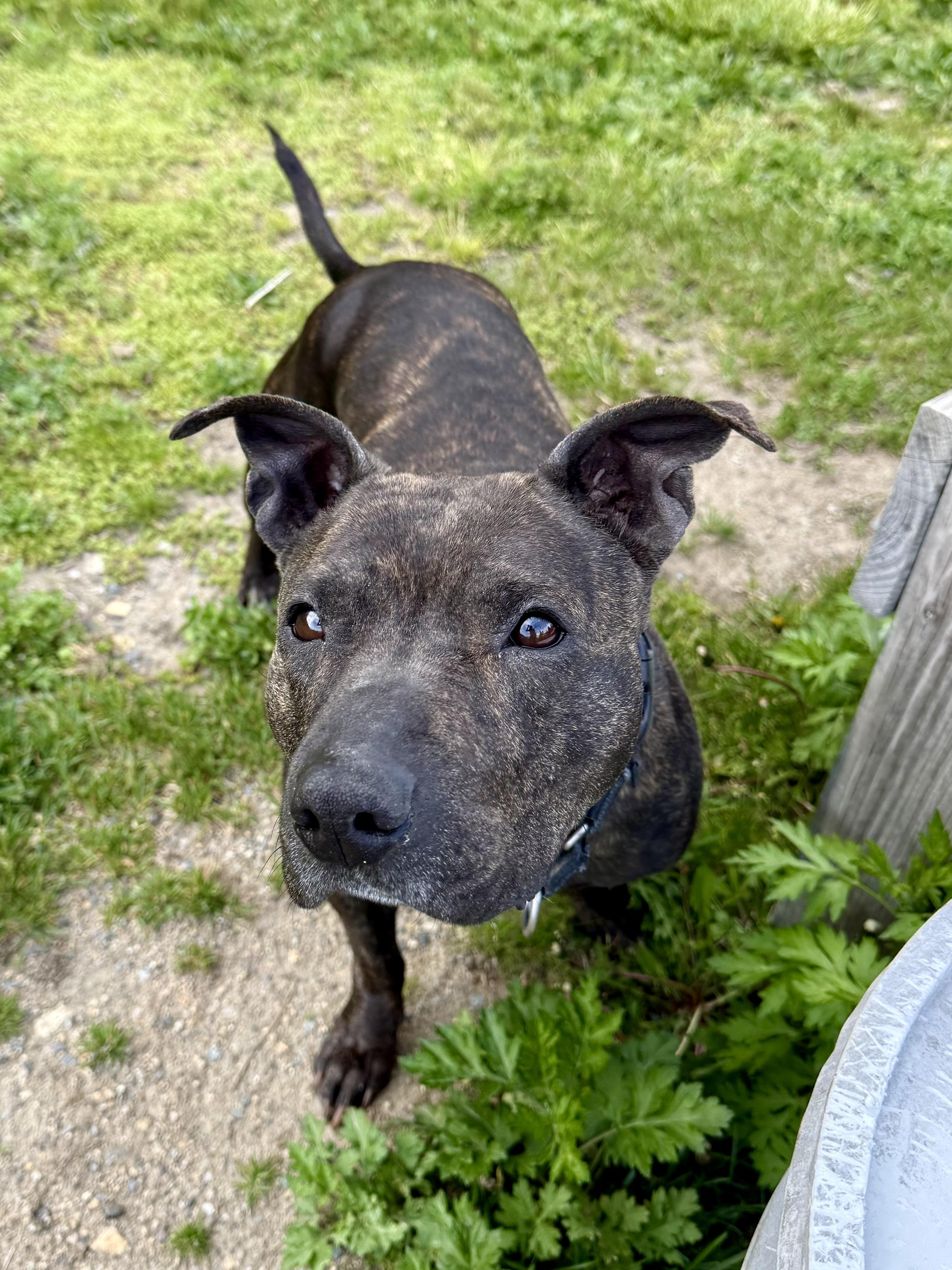 Ruby, Adoptable, Adult Female Mixed Breed.
