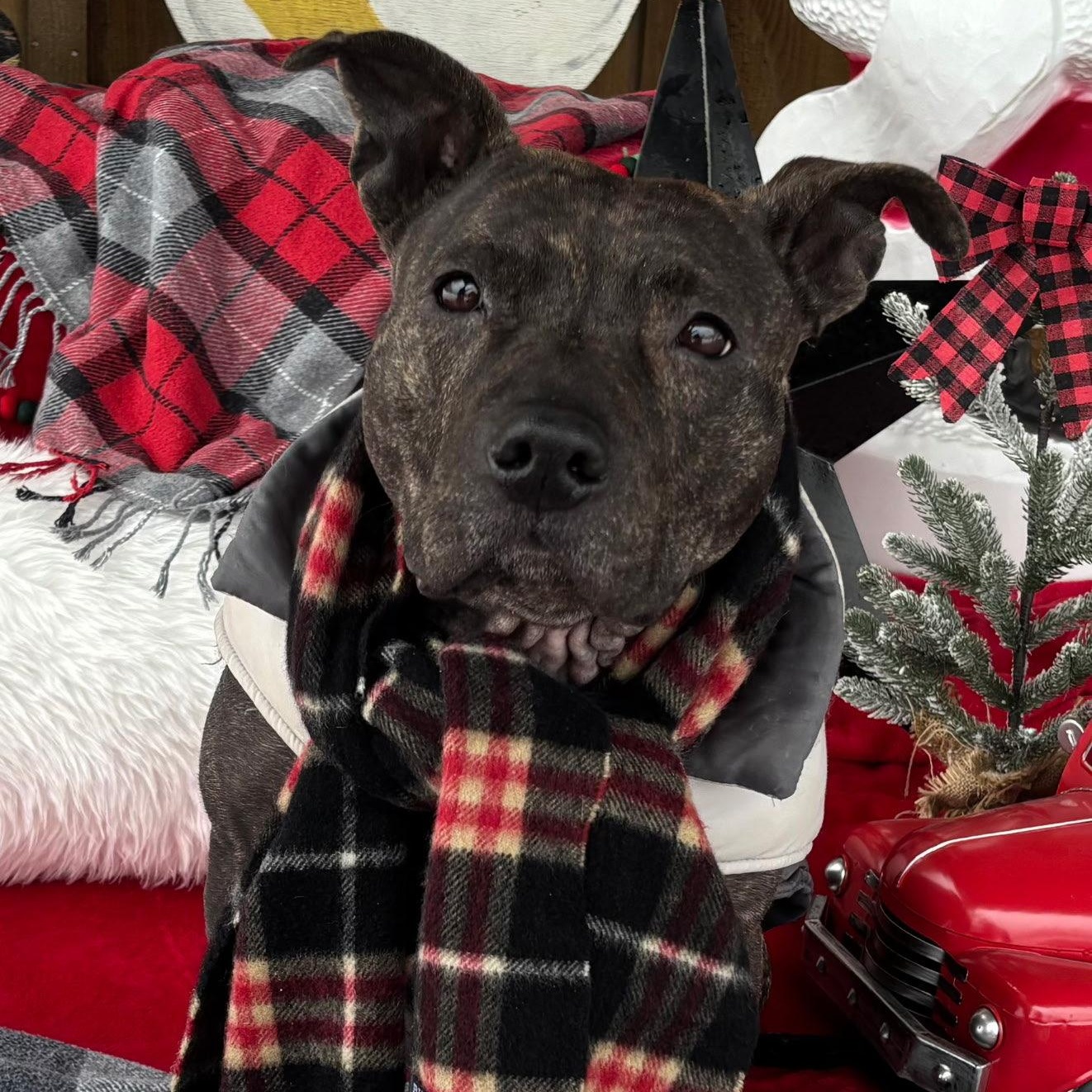 Ruby, Adoptable, Adult Female Mixed Breed.