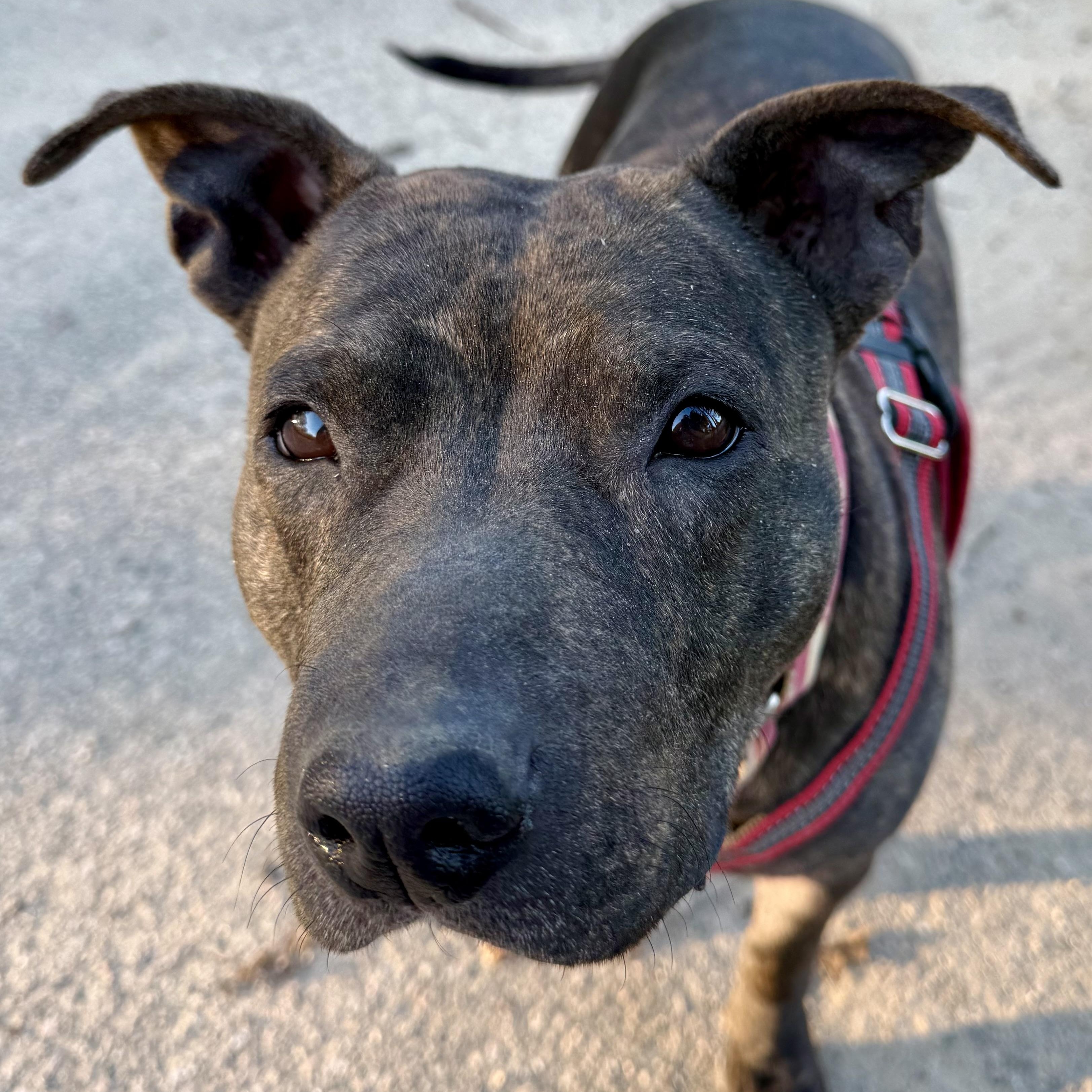 Ruby, a Adoptable Mixed Breed in Exeter, RI image 3/6