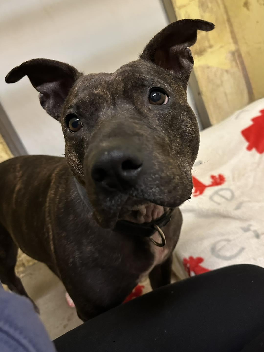 Ruby, a Adoptable Mixed Breed in Exeter, RI image 2/6