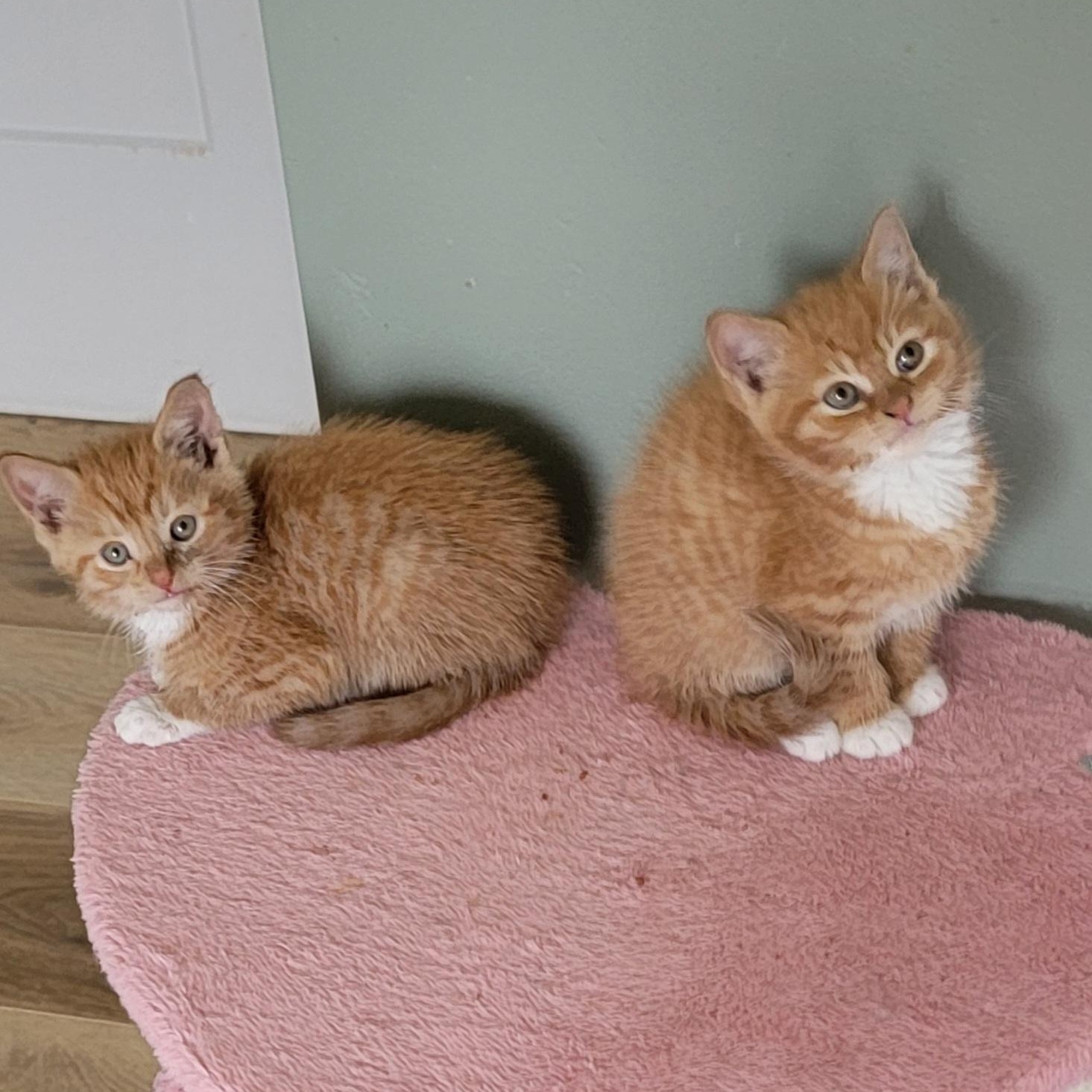 Johnny adopted with Frankie 6.1.26, an adopted Domestic Short Hair in Wyandotte, MI image 2/5