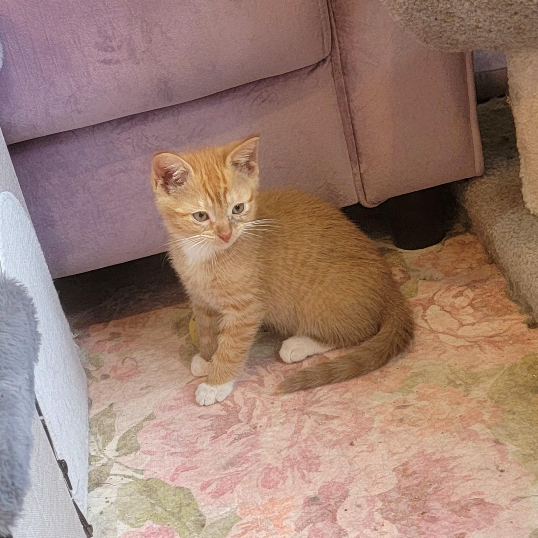 Johnny adopted with Frankie 6.1.26, an adopted Domestic Short Hair in Wyandotte, MI image 3/5