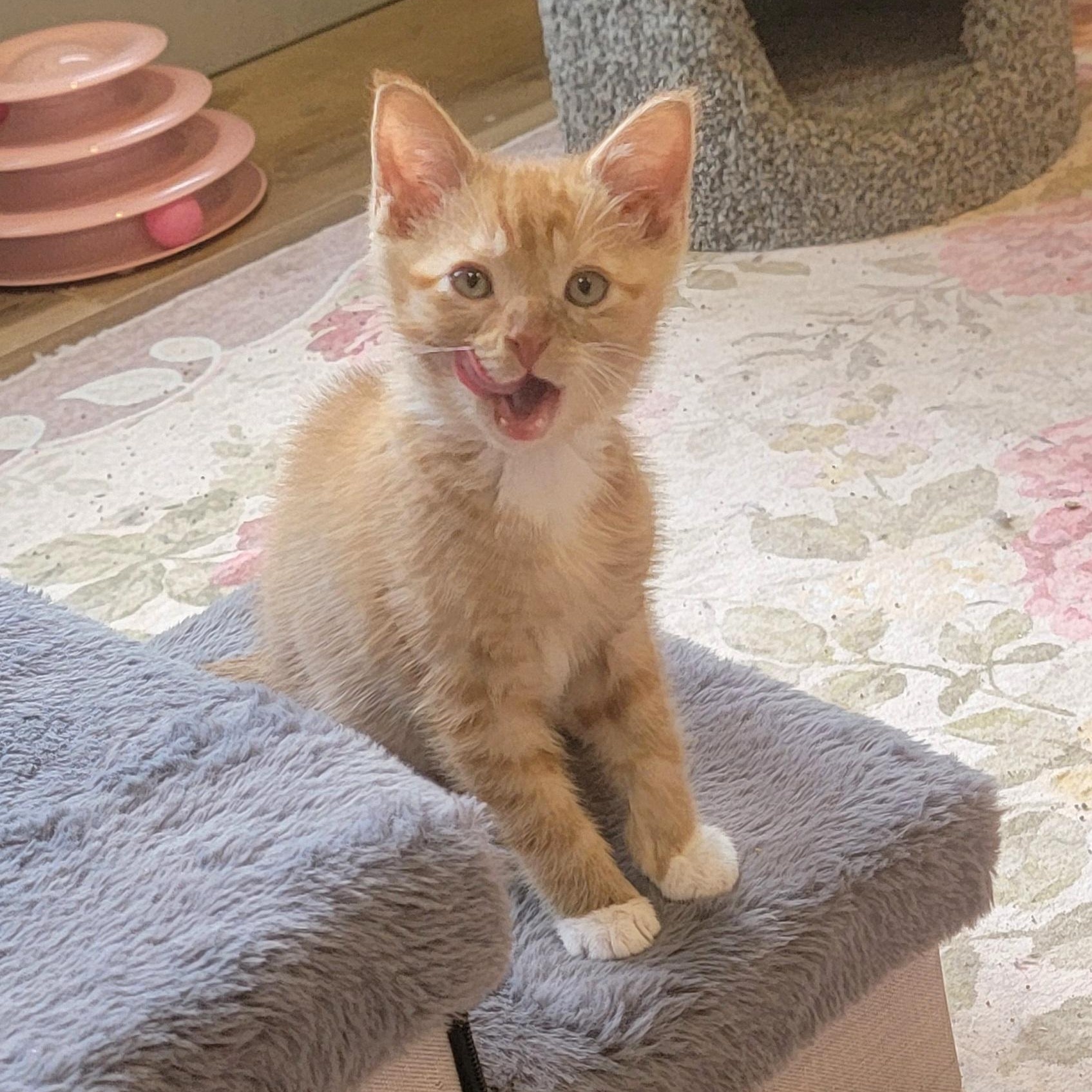 Johnny adopted with Frankie 6.1.26, an adopted Domestic Short Hair in Wyandotte, MI image 4/5