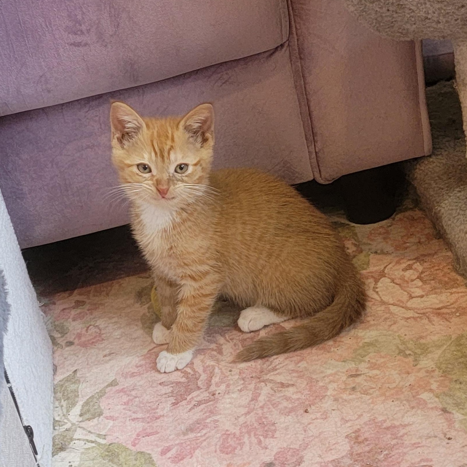 Johnny adopted with Frankie 6.1.26, an adopted Domestic Short Hair in Wyandotte, MI image 5/5