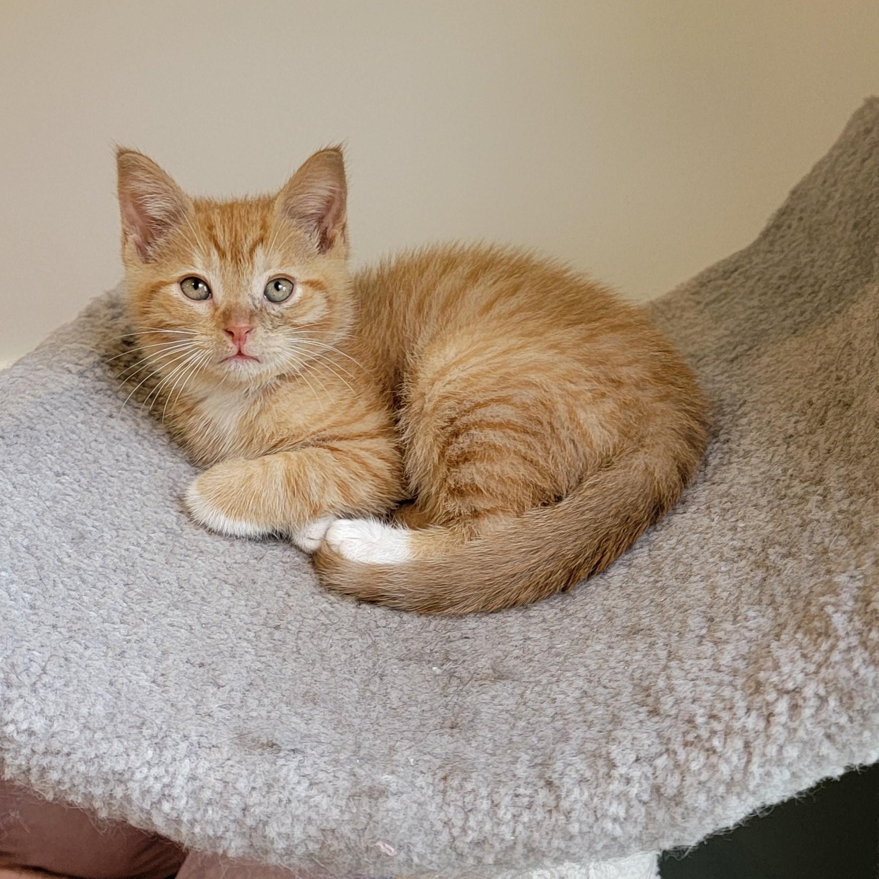 Johnny adopted with Frankie 6.1.26, adopted, Kitten Male Domestic Short Hair.