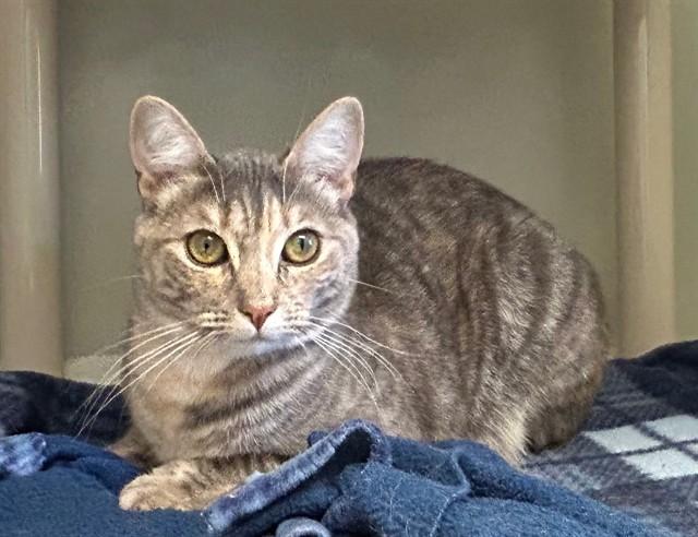 MIMI, Adoptable, Young Female Domestic Medium Hair.