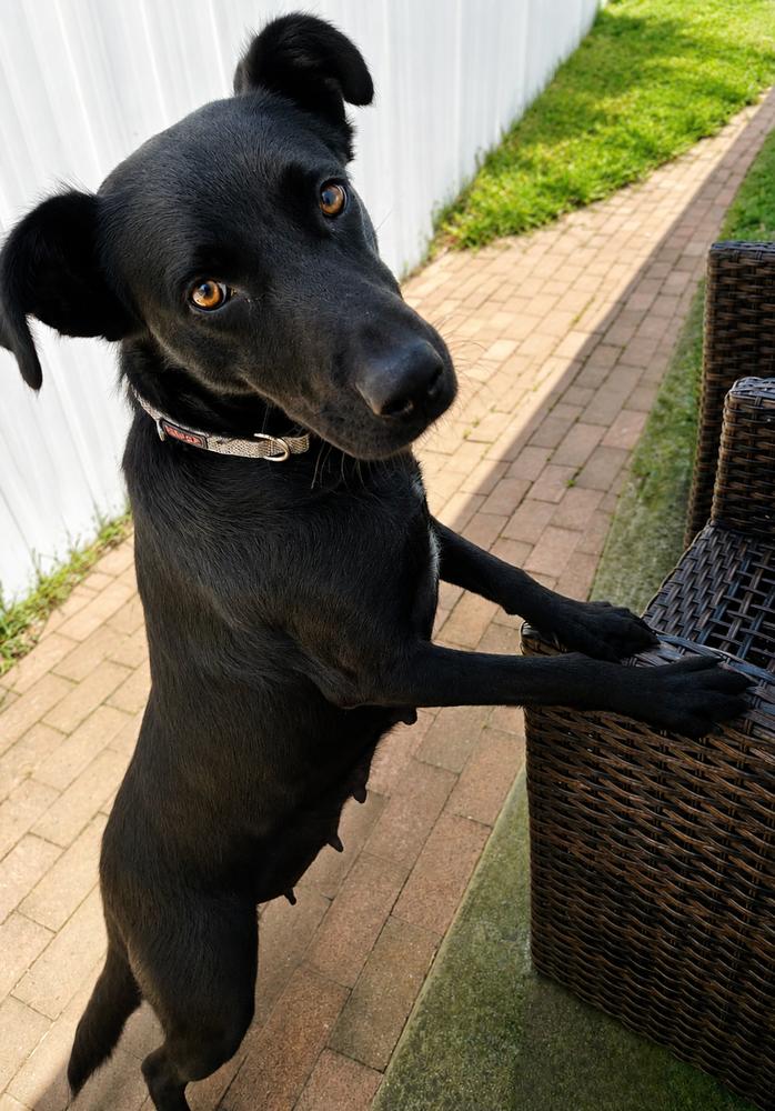 Enlarge Mama Misty, a Adoptable mixed breed in Pleasant Hill, CA image 1/3