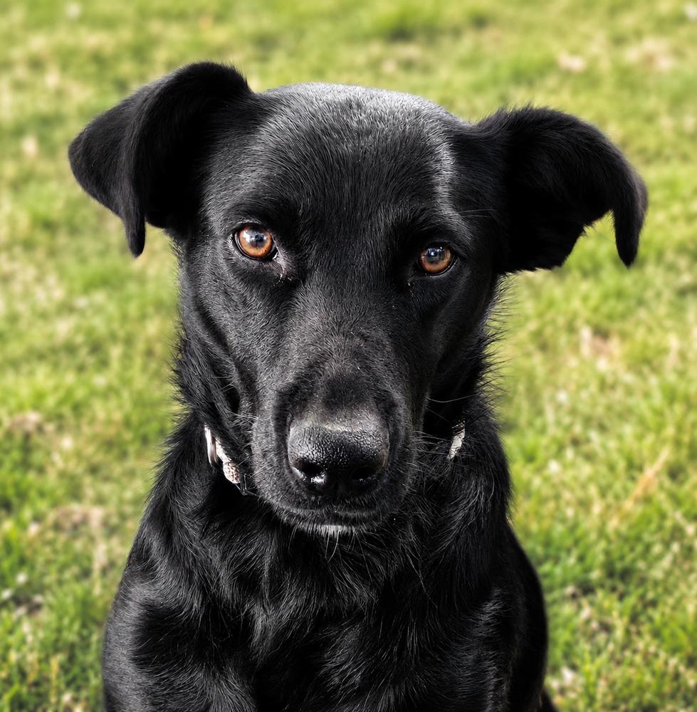Enlarge Mama Misty, a Adoptable mixed breed in Pleasant Hill, CA image 2/3
