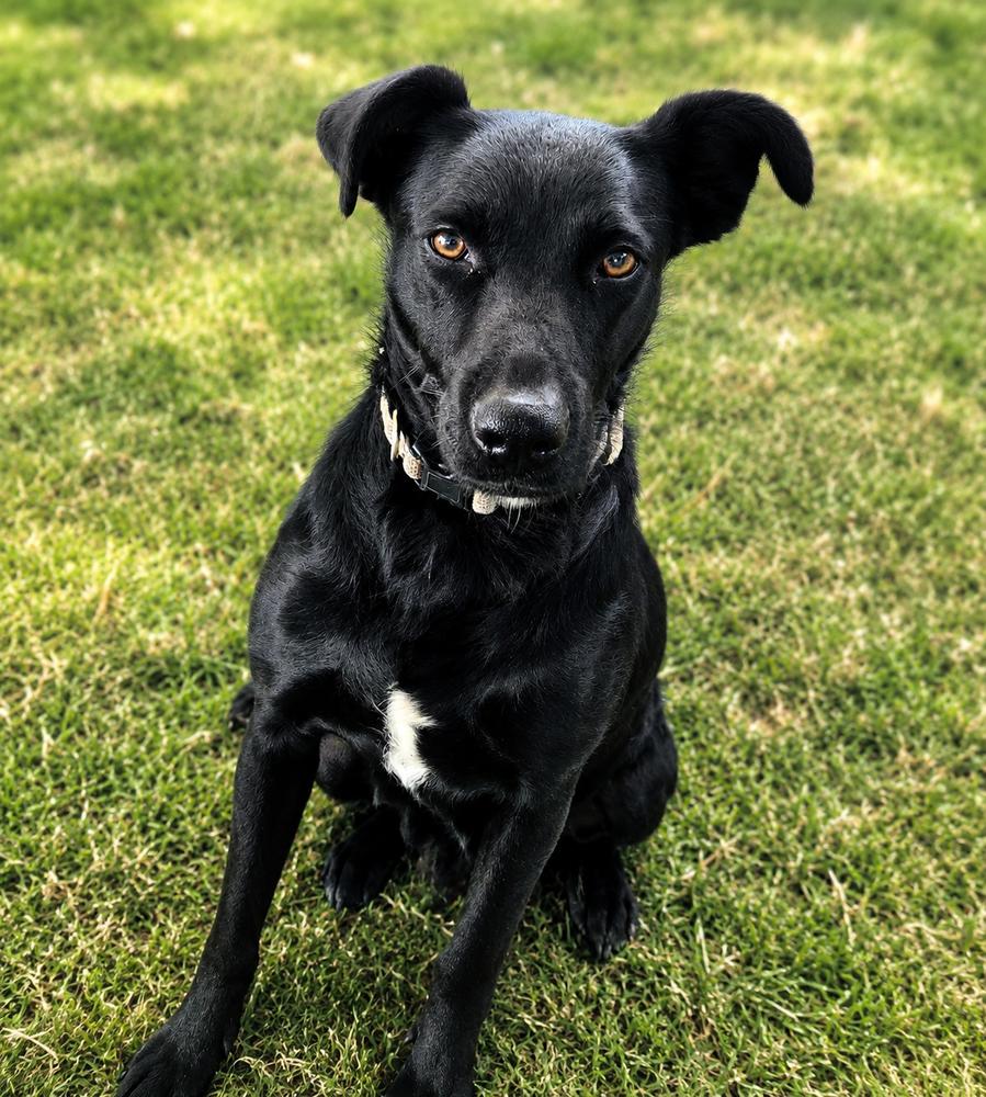 Enlarge Mama Misty, a Adoptable mixed breed in Pleasant Hill, CA image 3/3