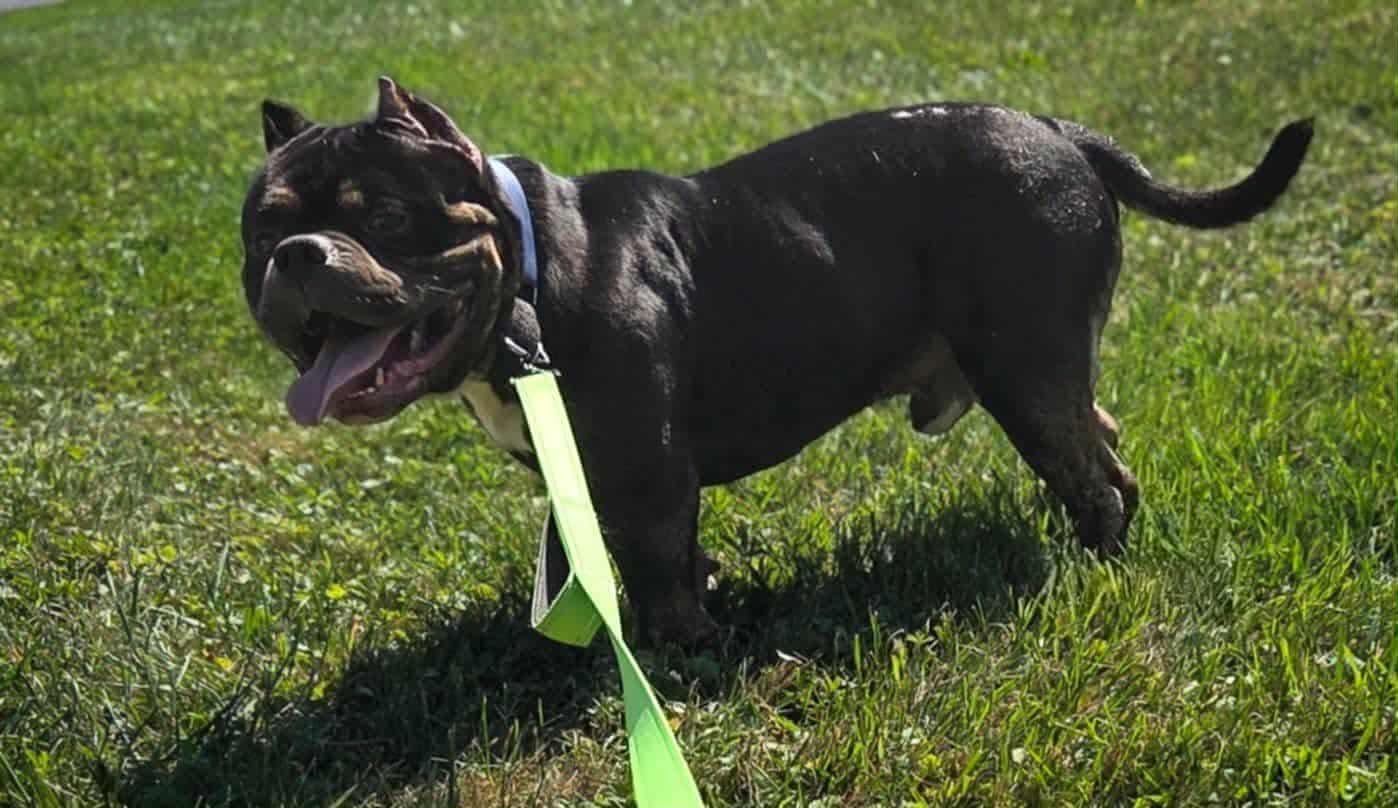 Frankie, a Adoptable mixed breed in Clay, NY image 2/5