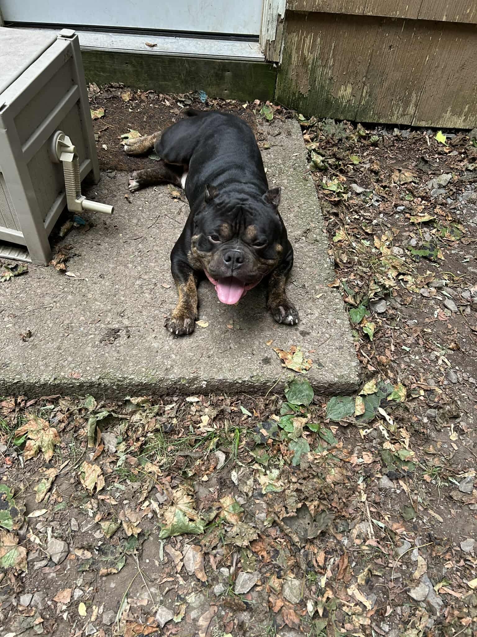 Frankie, a Adoptable mixed breed in Clay, NY image 3/5