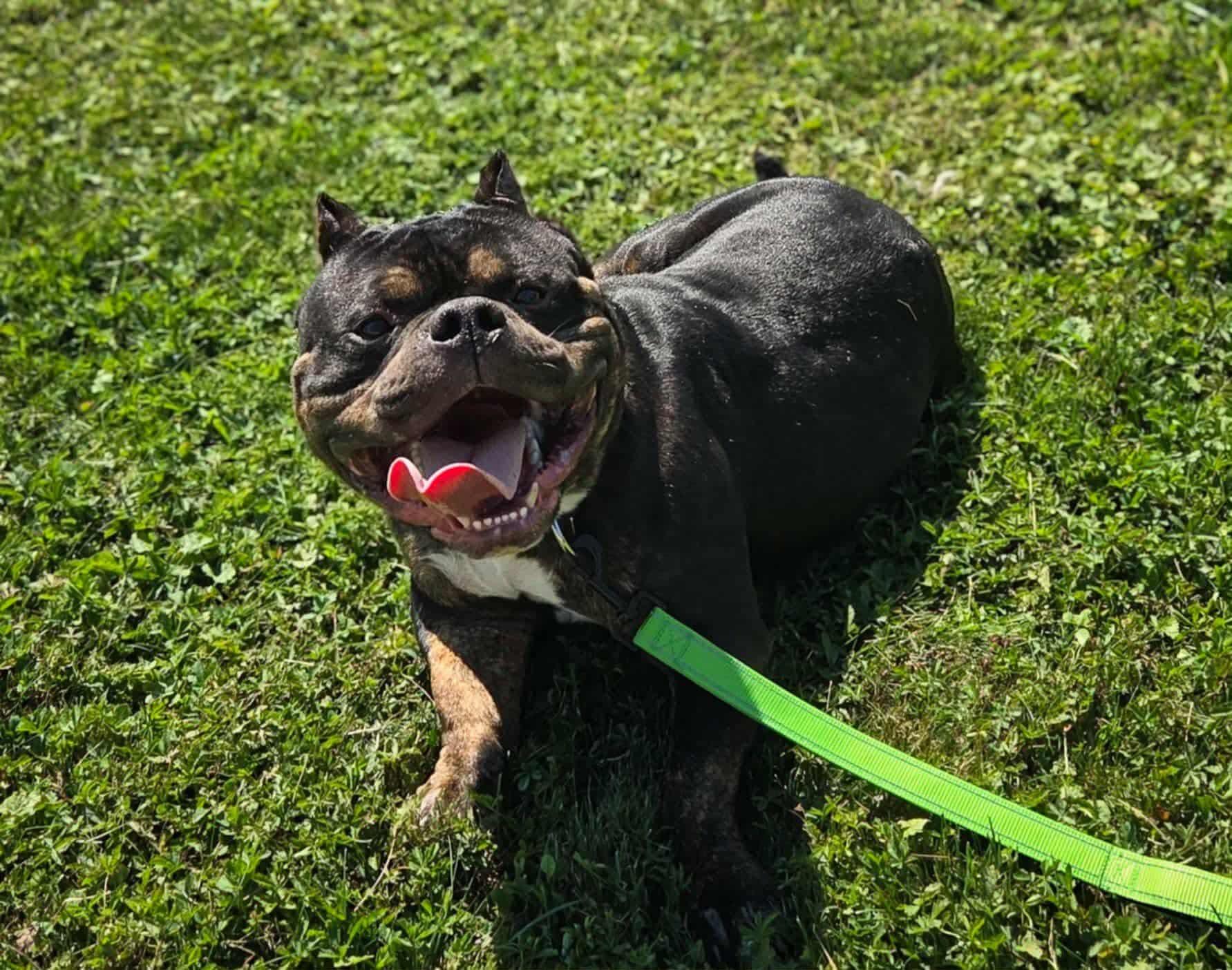 Frankie, Adoptable, Adult Male American Bully.
