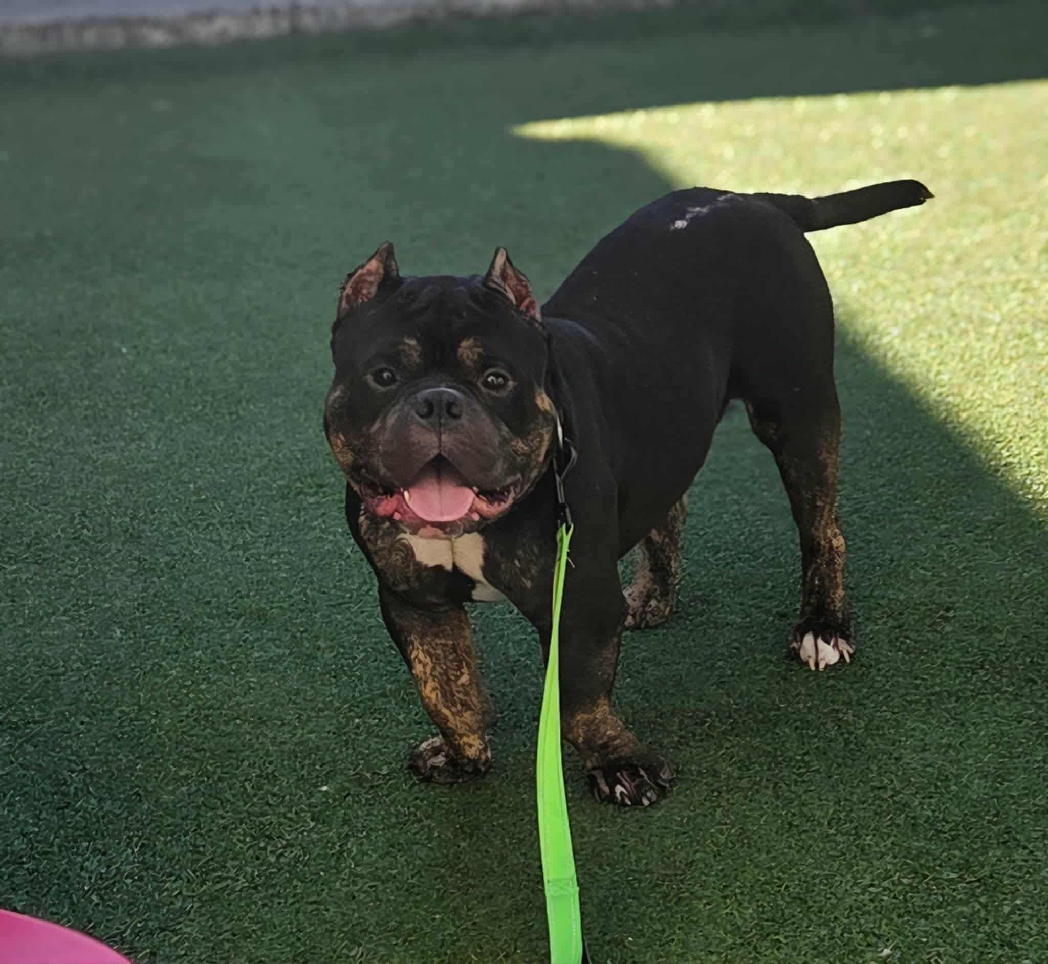 Frankie, a Adoptable mixed breed in Clay, NY image 4/5