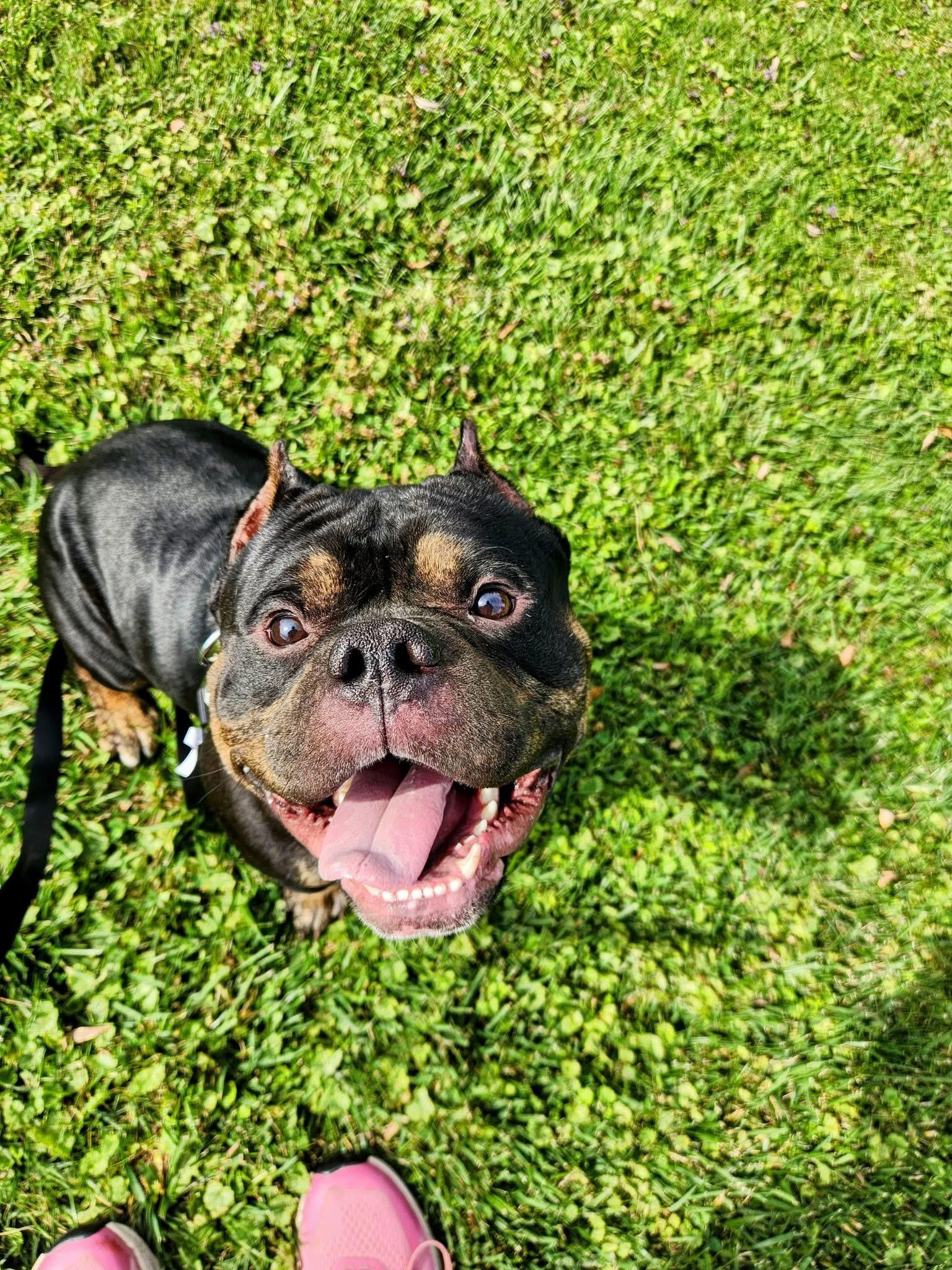 Frankie, Adoptable, Adult Male American Bully.