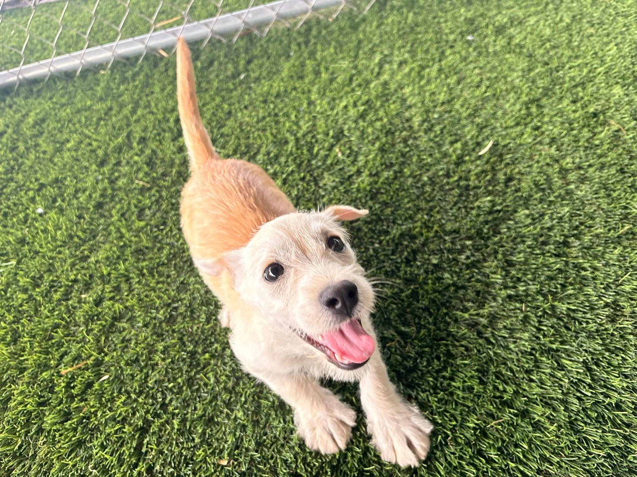 Enlarge Valentino, a ADOPTABLE Mixed Breed in Morristown, NJ image 3/6