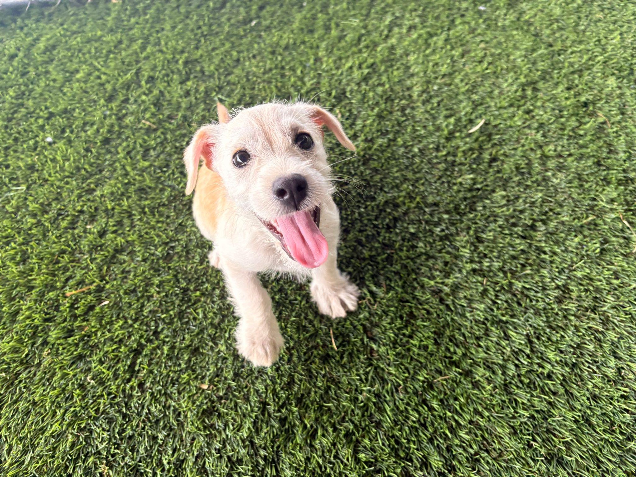 Enlarge Valentino, a ADOPTABLE Mixed Breed in Morristown, NJ image 1/6