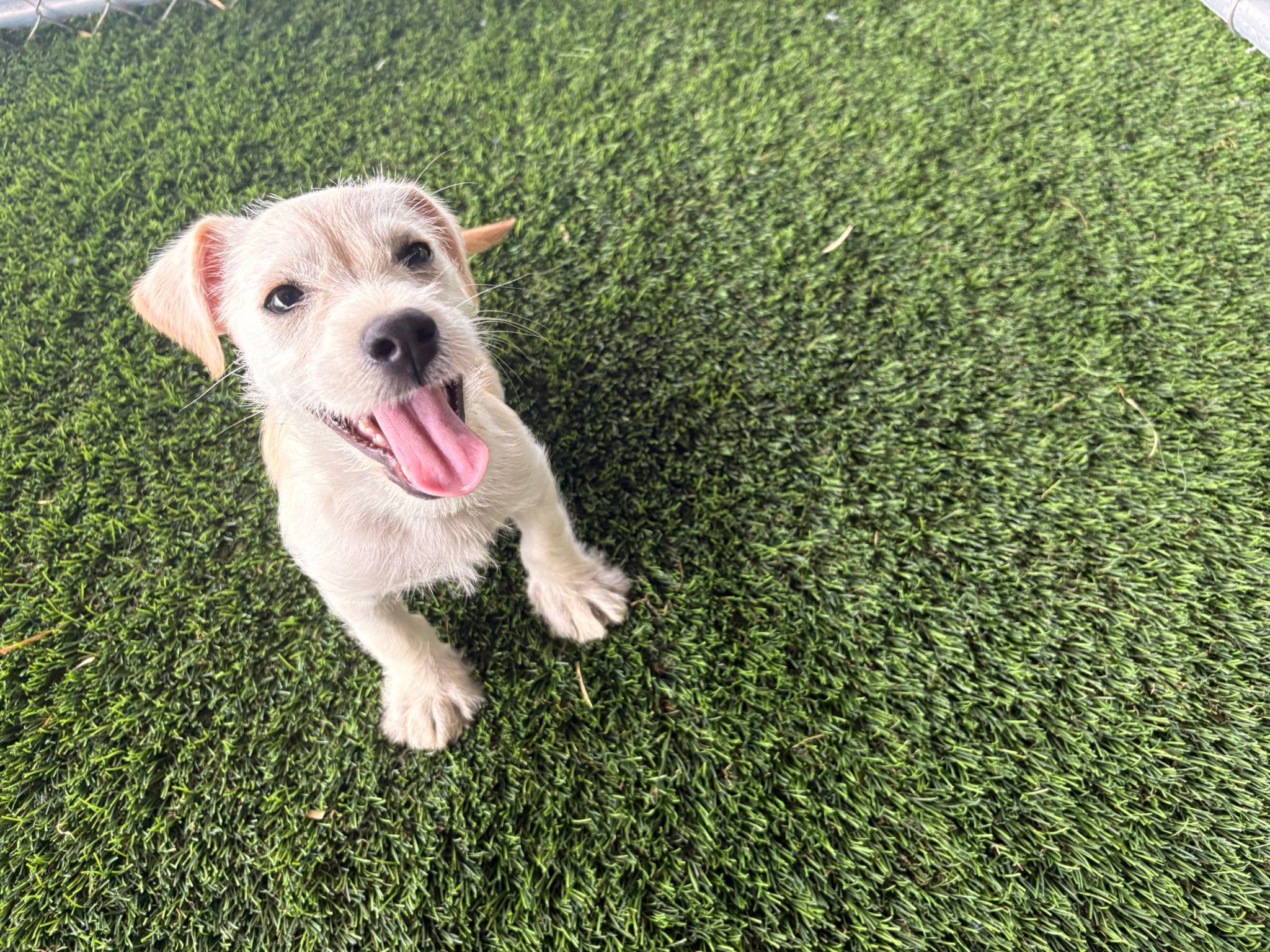 Enlarge Valentino, a ADOPTABLE Mixed Breed in Morristown, NJ image 5/6