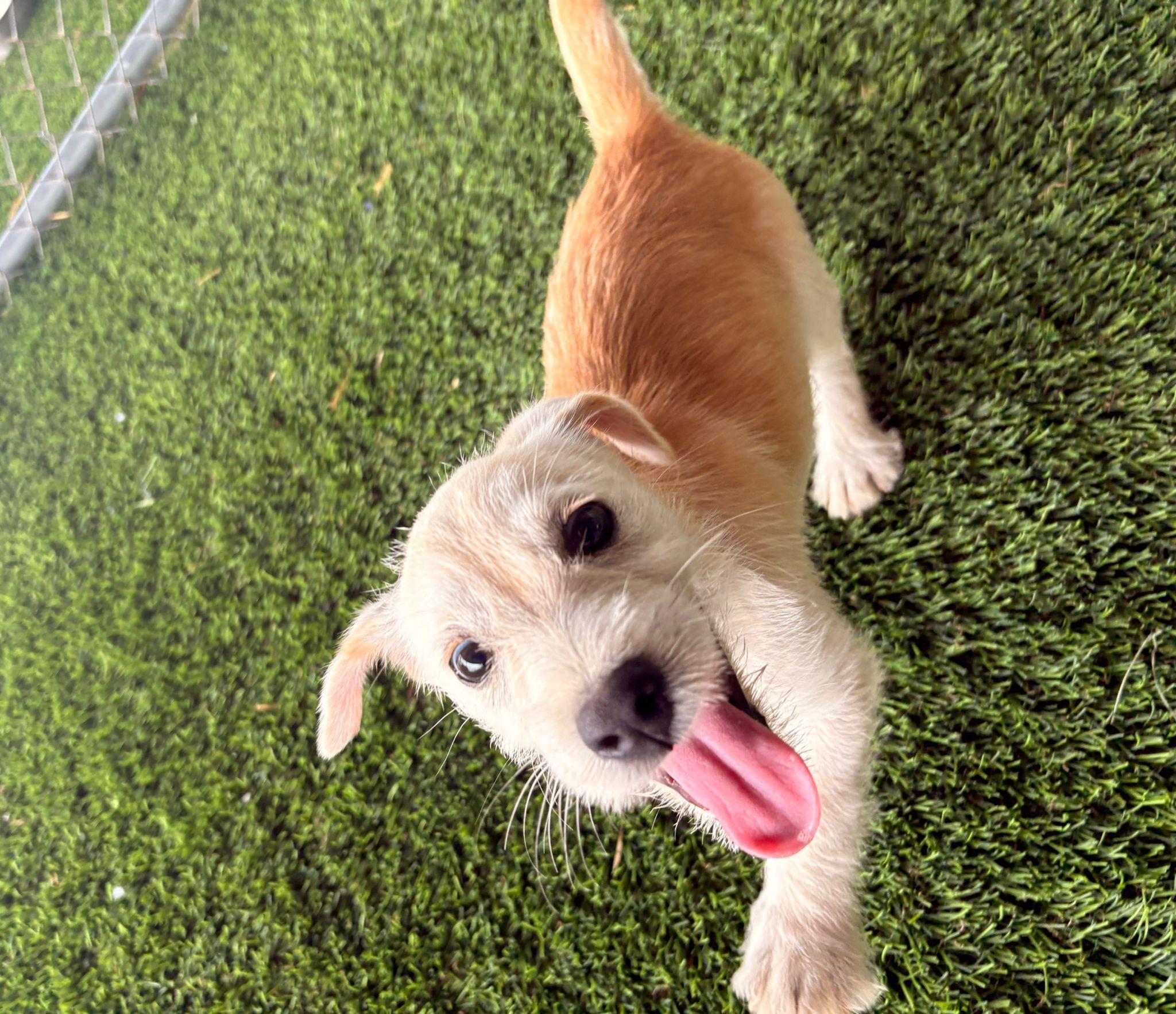 Enlarge Valentino, a ADOPTABLE Mixed Breed in Morristown, NJ image 4/6