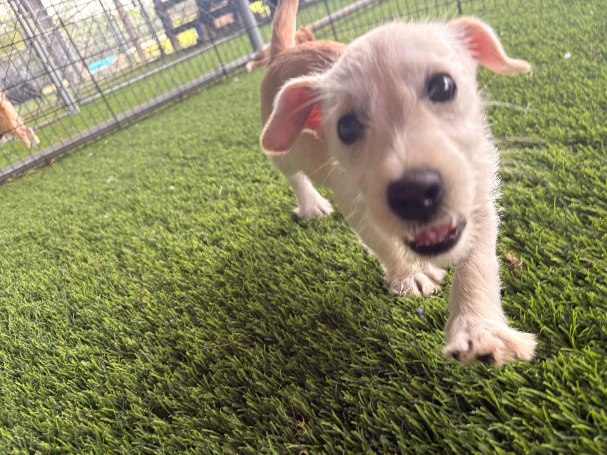 Enlarge Valentino, a ADOPTABLE Mixed Breed in Morristown, NJ image 2/6