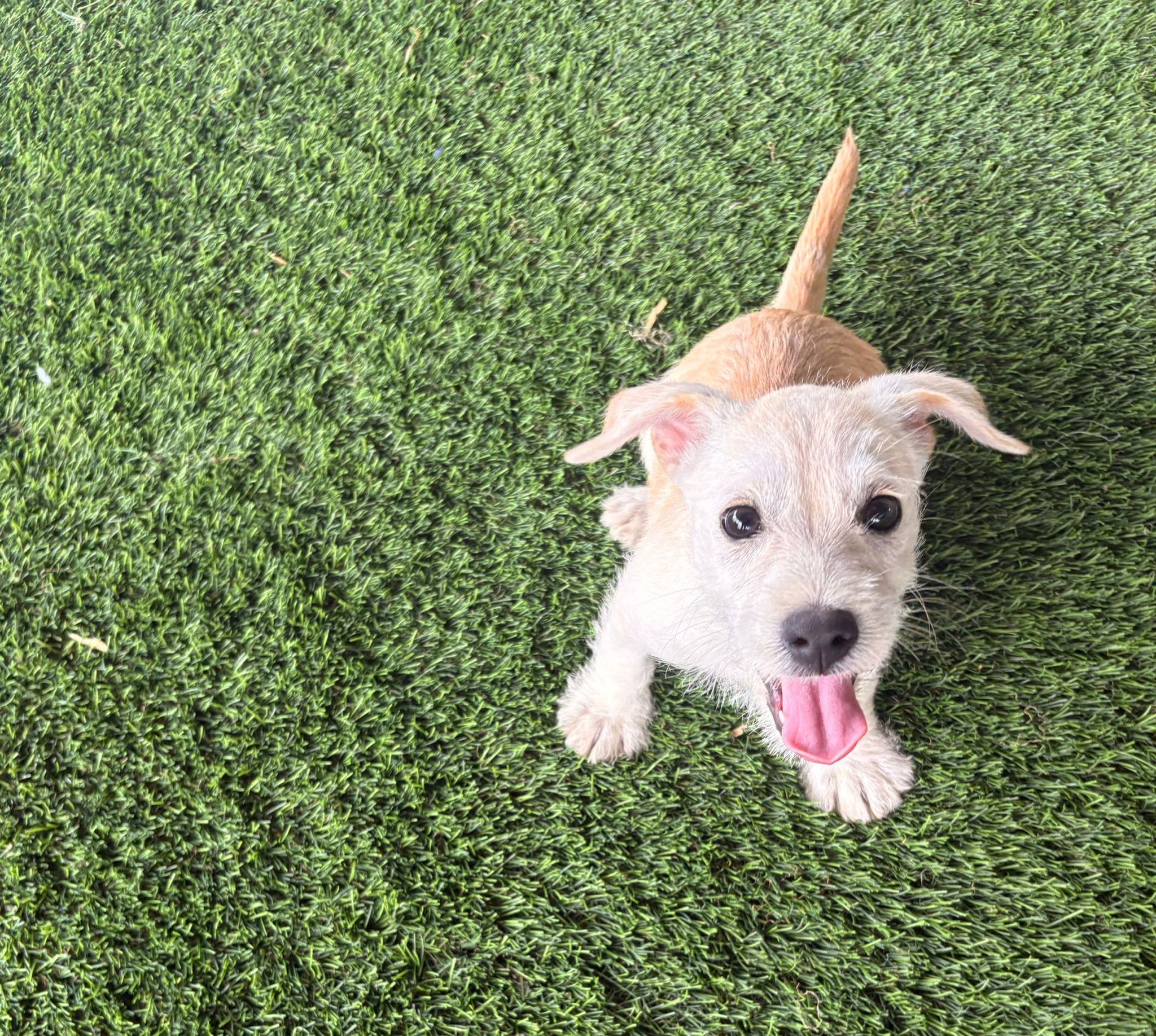 Enlarge Valentino, a ADOPTABLE Mixed Breed in Morristown, NJ image 6/6