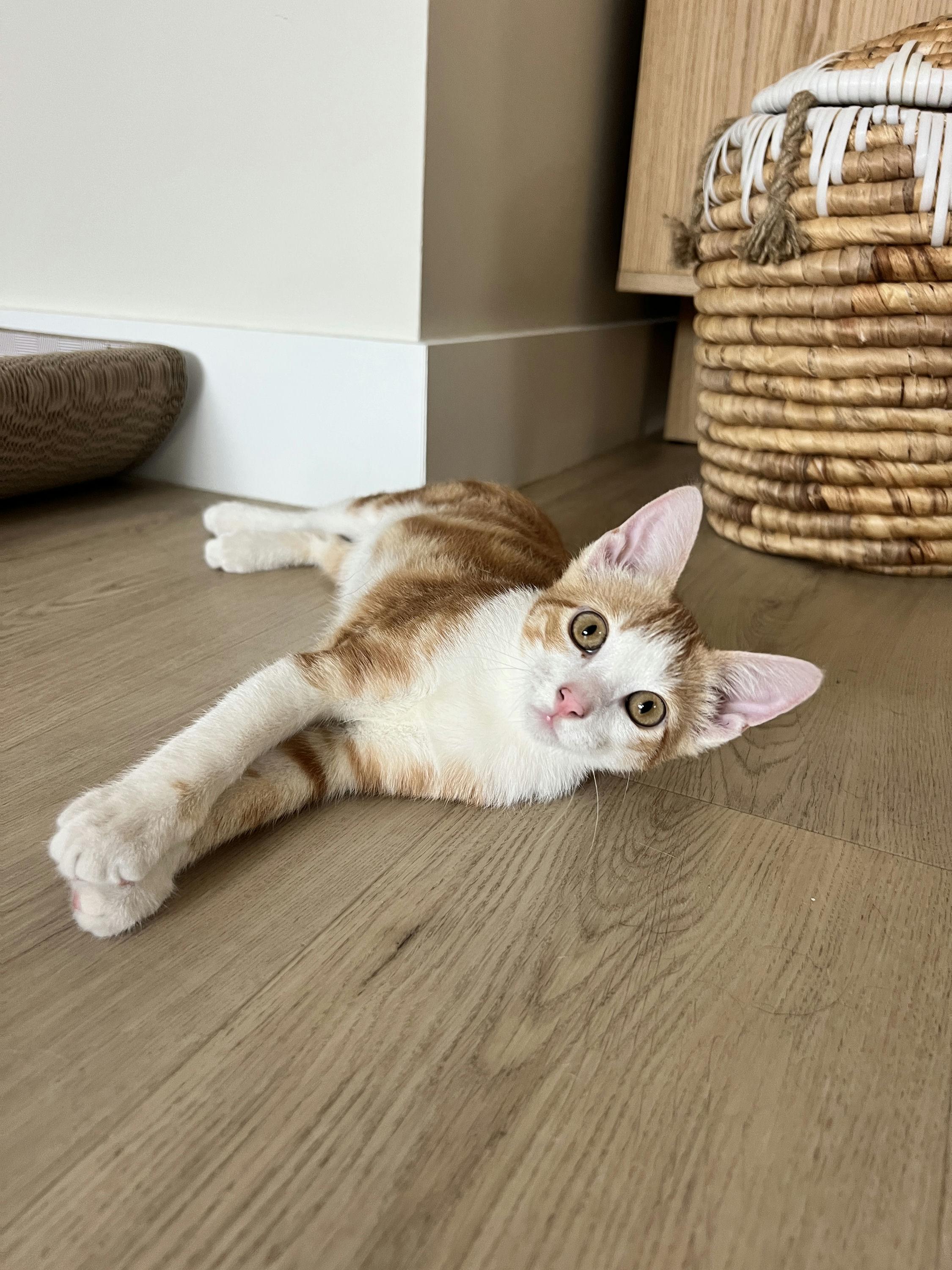 Enlarge Cheetoh Puff, an adopted Domestic Short Hair in Houston, TX image 3/6