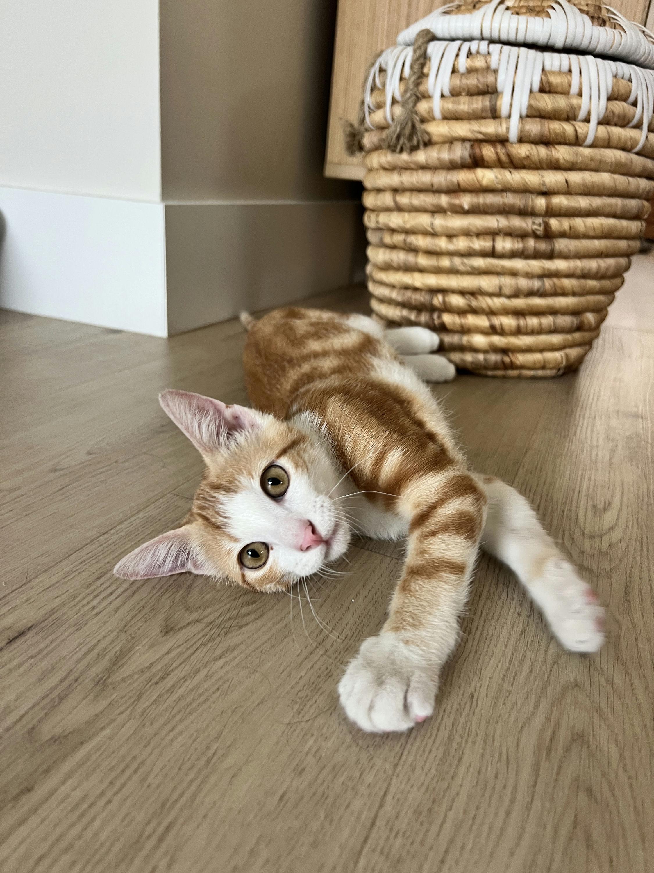 Enlarge Cheetoh Puff, an adopted Domestic Short Hair in Houston, TX image 6/6