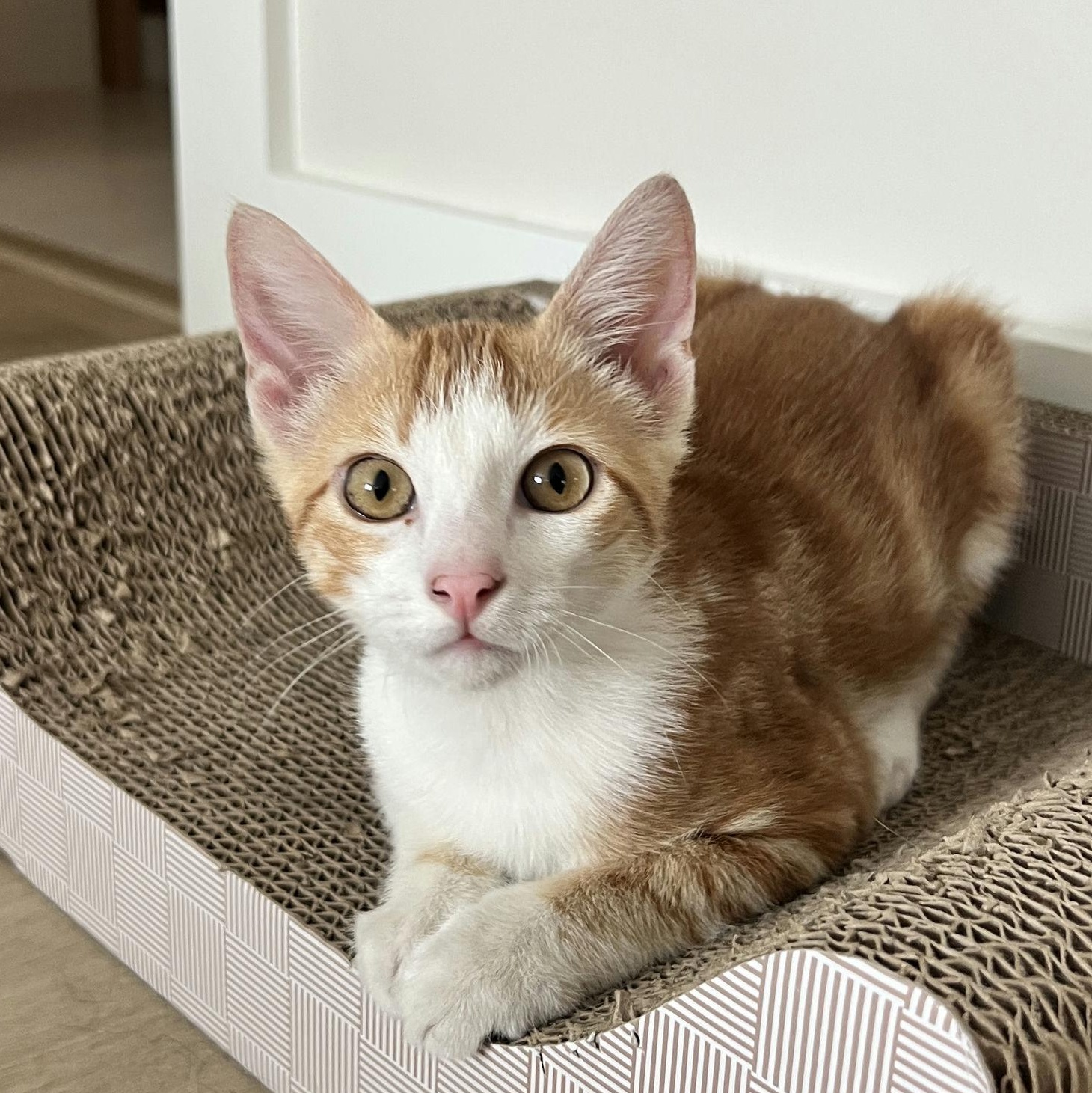 Cheetoh Puff, adopted, Kitten Male Domestic Short Hair.