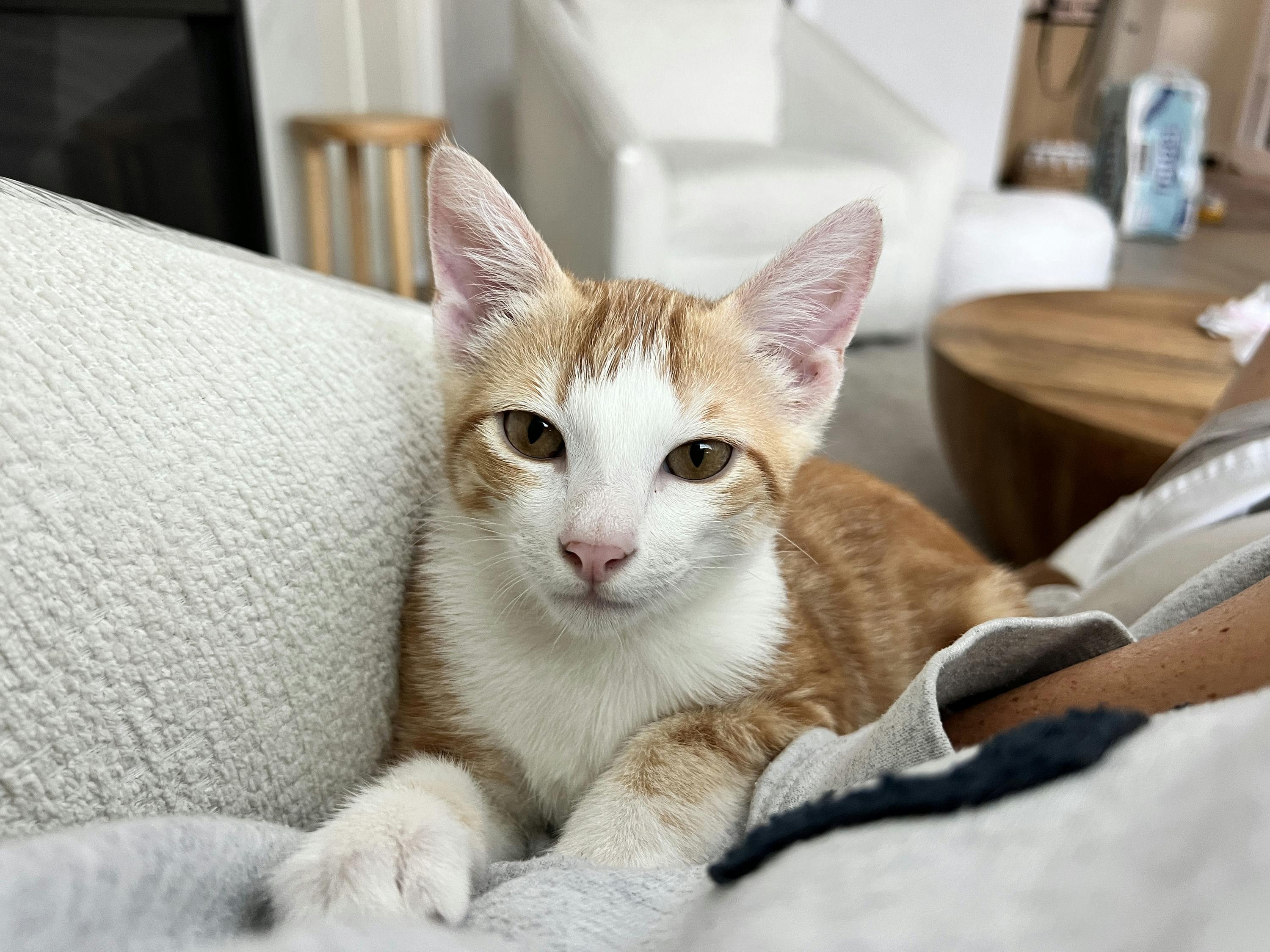 Enlarge Cheetoh Puff, an adopted Domestic Short Hair in Houston, TX image 5/6