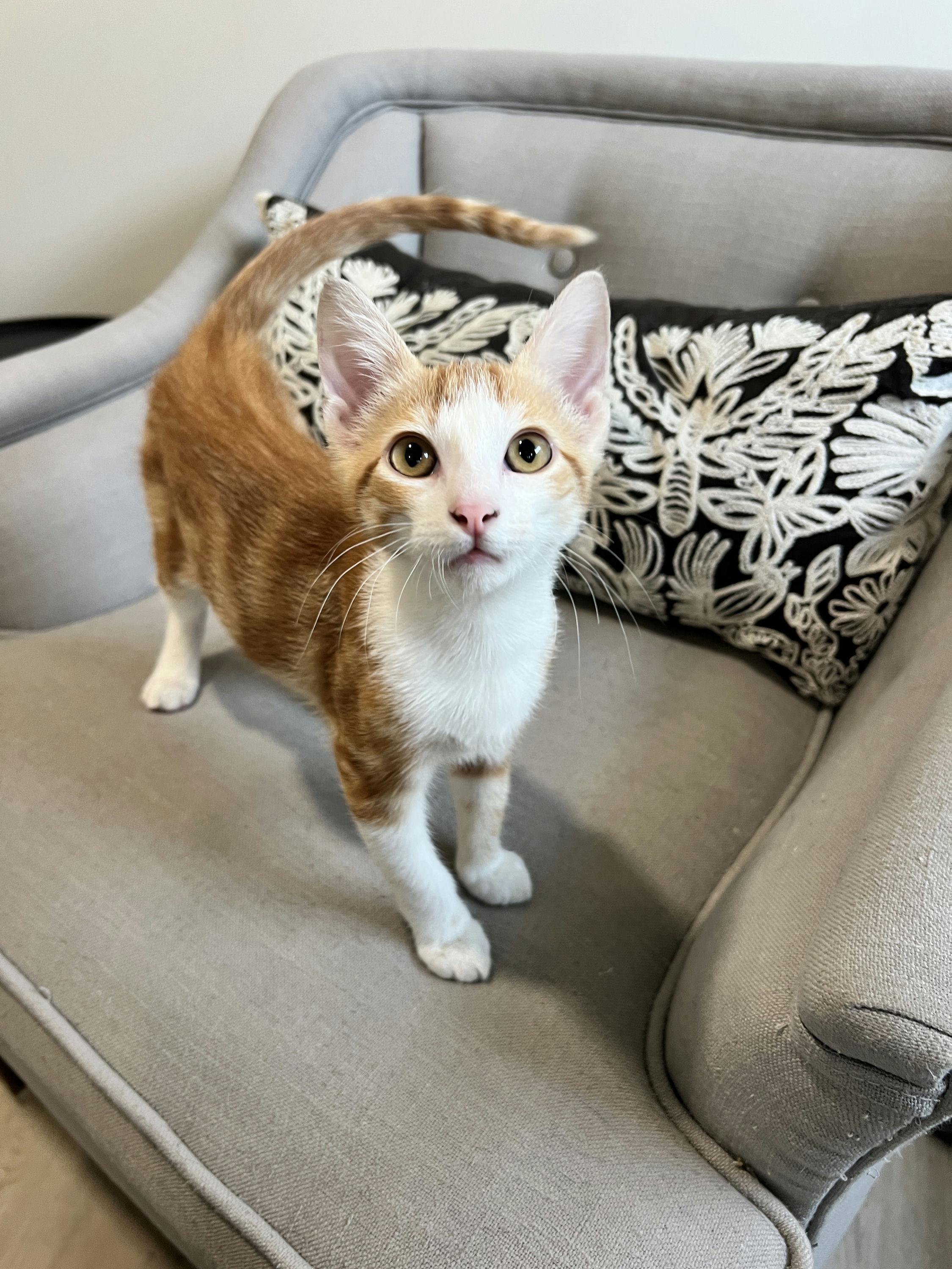 Enlarge Cheetoh Puff, an adopted Domestic Short Hair in Houston, TX image 4/6