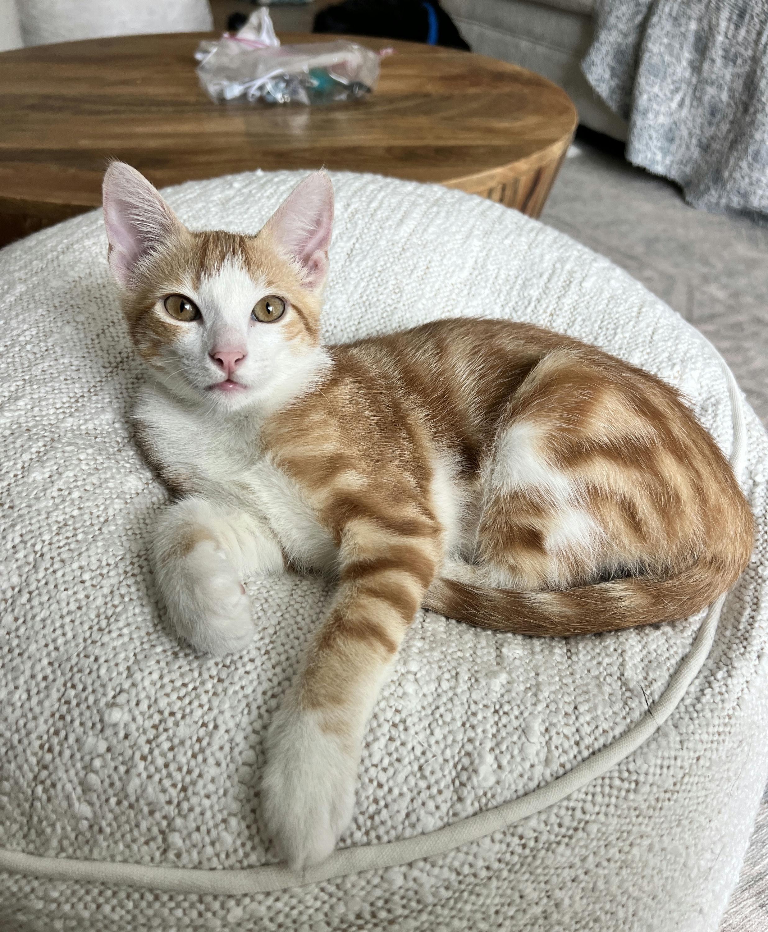 Enlarge Cheetoh Puff, an adopted Domestic Short Hair in Houston, TX image 2/6