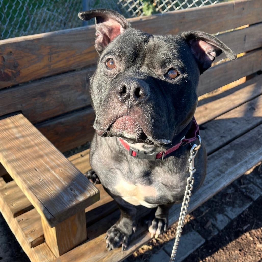 Leonardo, Adoptable, Young Male Pit Bull Terrier.