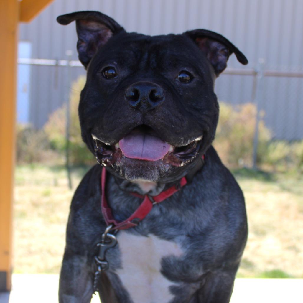 Enlarge Leonardo, a Adoptable Pit Bull Terrier in Champaign, IL image 2/6