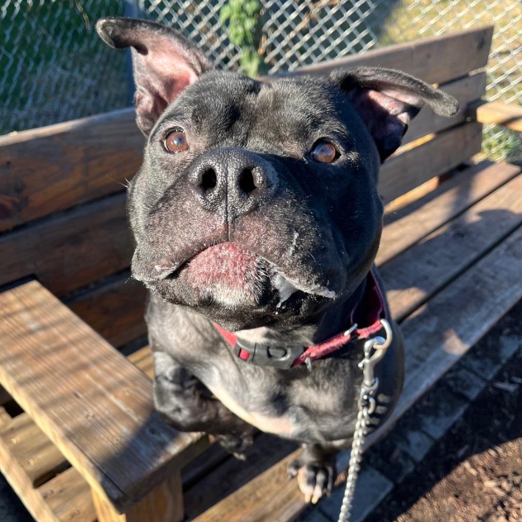 Enlarge Leonardo, a Adoptable Pit Bull Terrier in Champaign, IL image 3/6