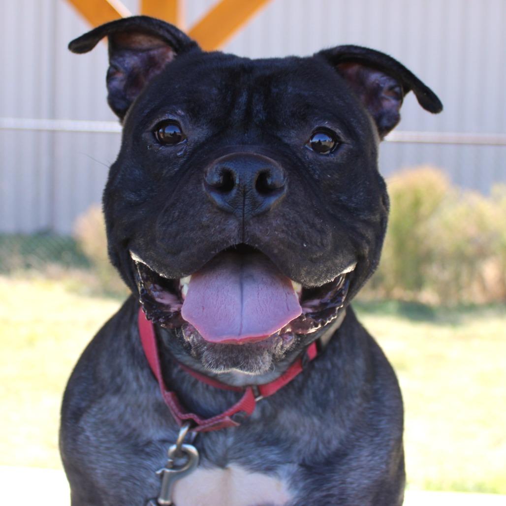 Enlarge Leonardo, a Adoptable Pit Bull Terrier in Champaign, IL image 4/6