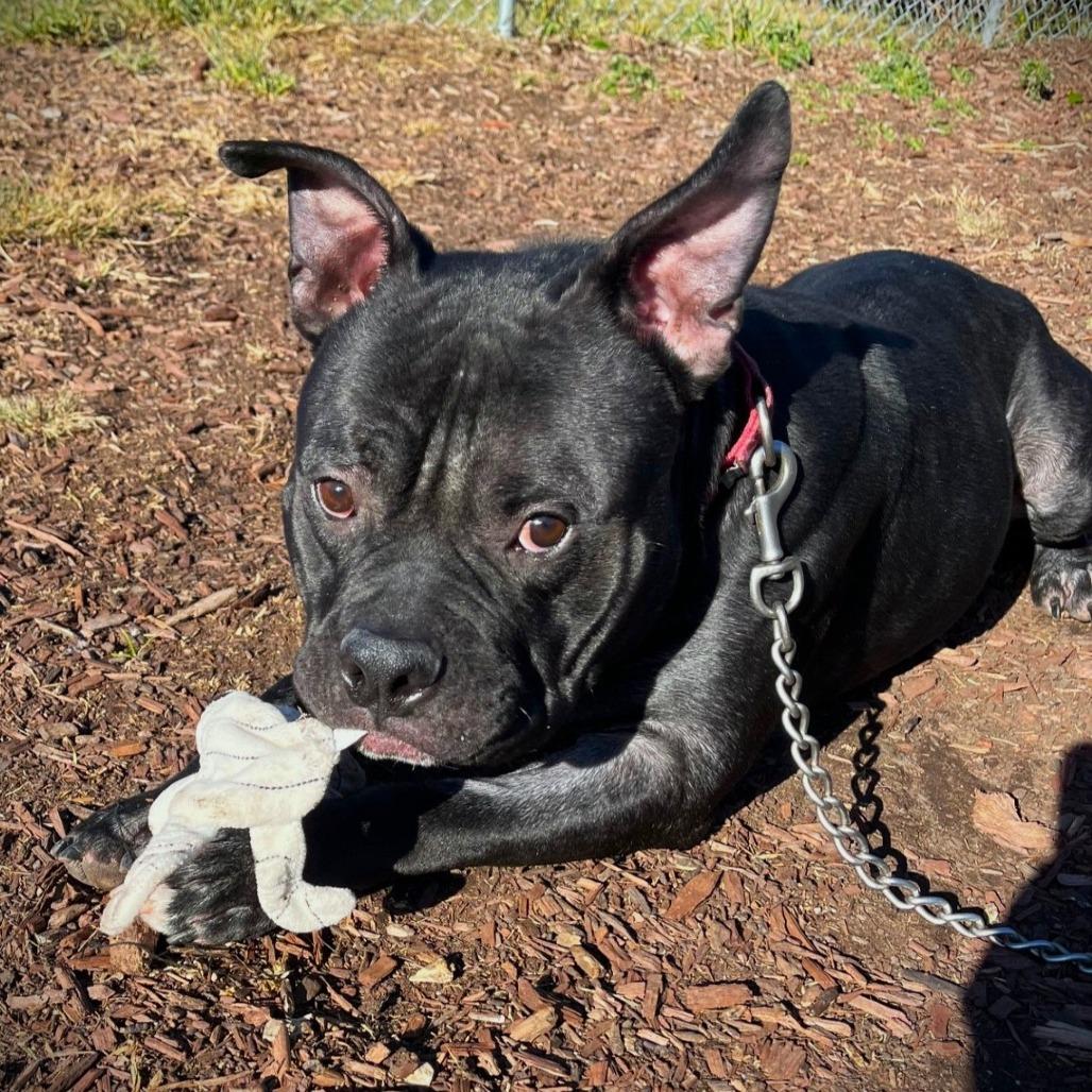 Enlarge Leonardo, a Adoptable Pit Bull Terrier in Champaign, IL image 4/6