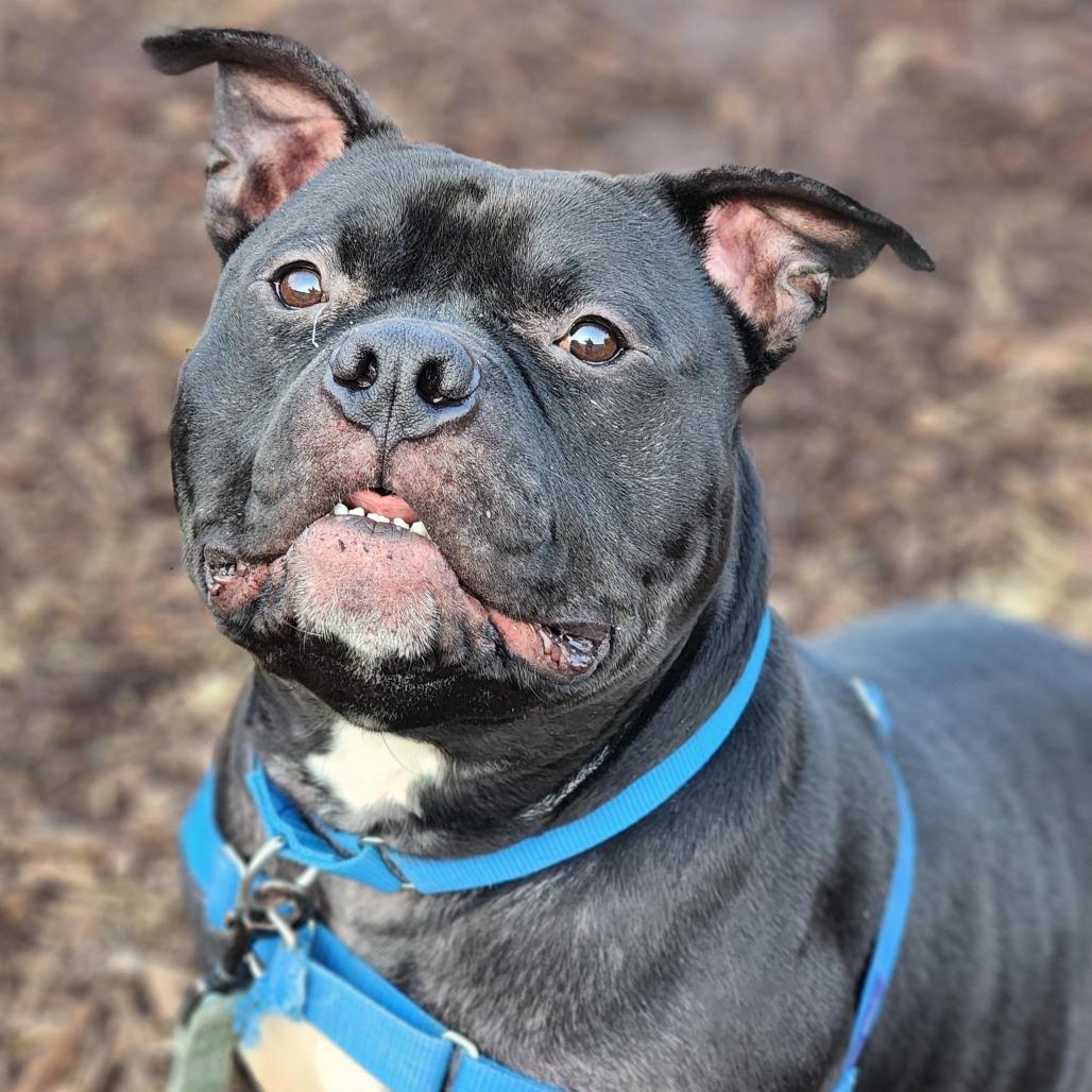 Enlarge Leonardo, a Adoptable Pit Bull Terrier in Champaign, IL image 5/6