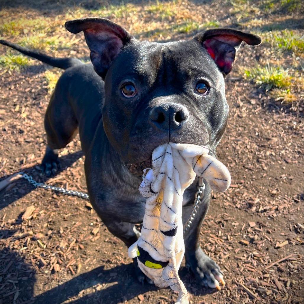 Enlarge Leonardo, a Adoptable Pit Bull Terrier in Champaign, IL image 5/6