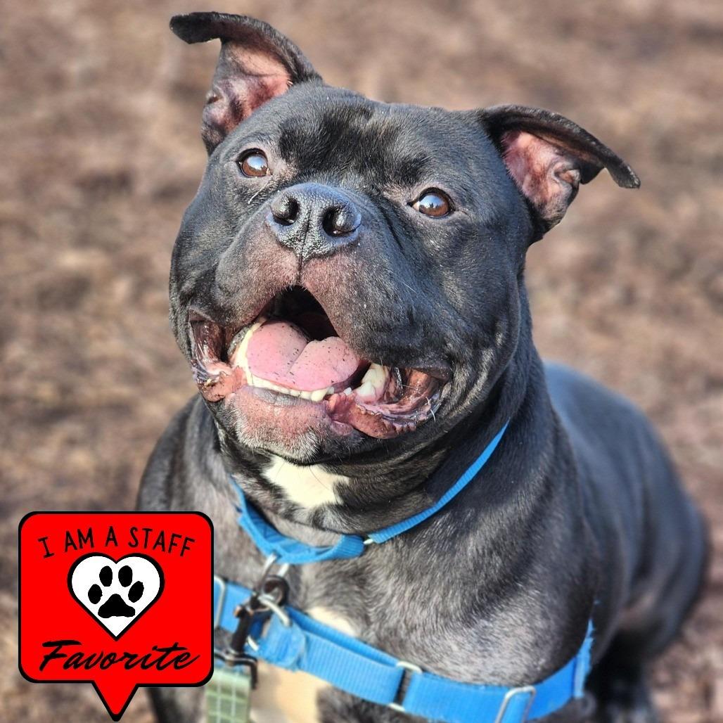 Enlarge Leonardo, a Adoptable Pit Bull Terrier in Champaign, IL image 6/6