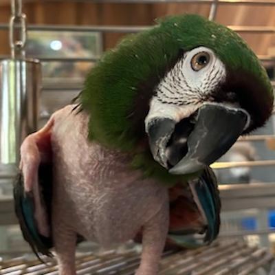 Liberty, Adoptable, Adult Female Macaw.