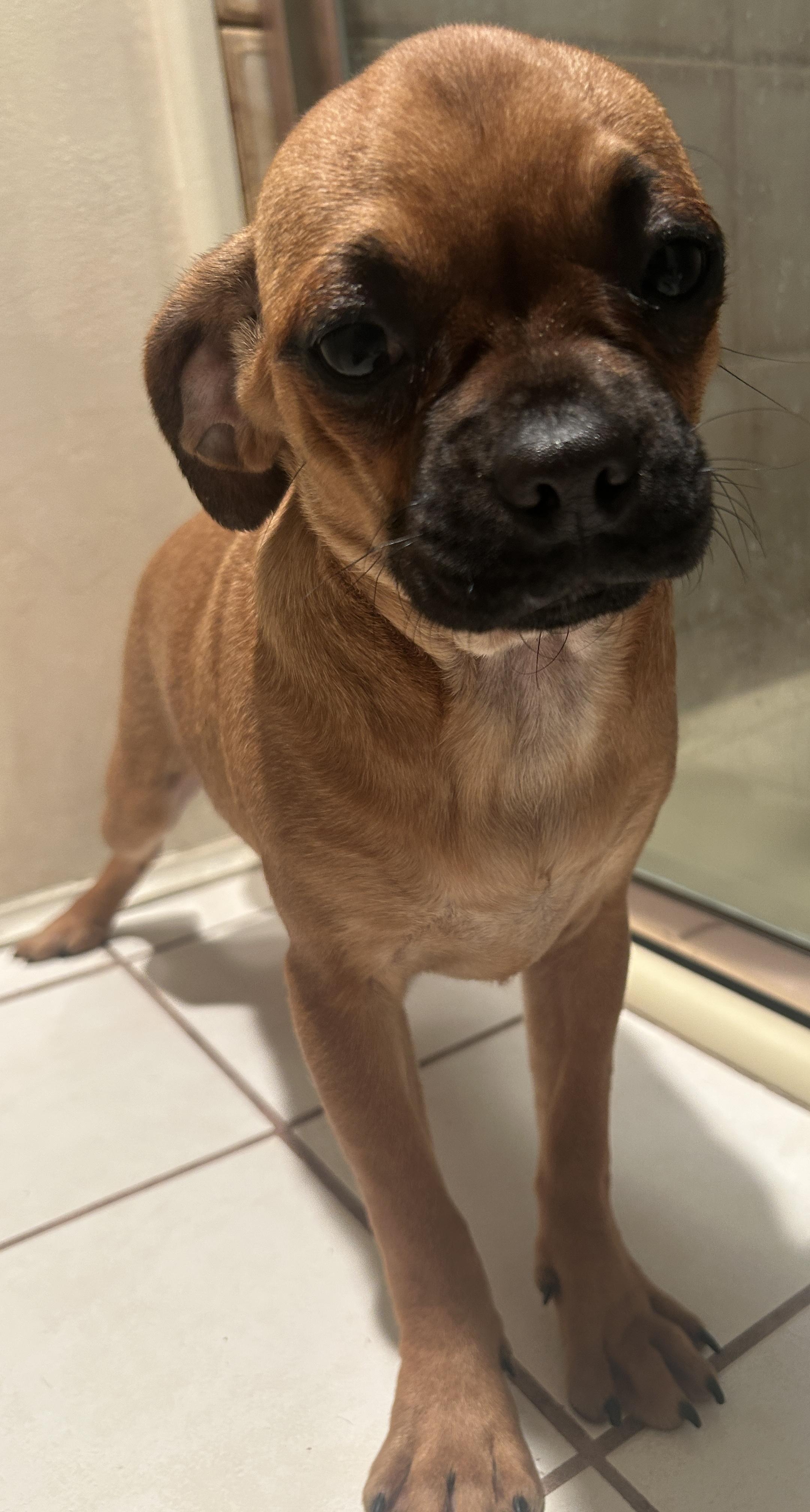 Enlarge PETULA, a ADOPTABLE mixed breed in El Cajon, CA image 3/6