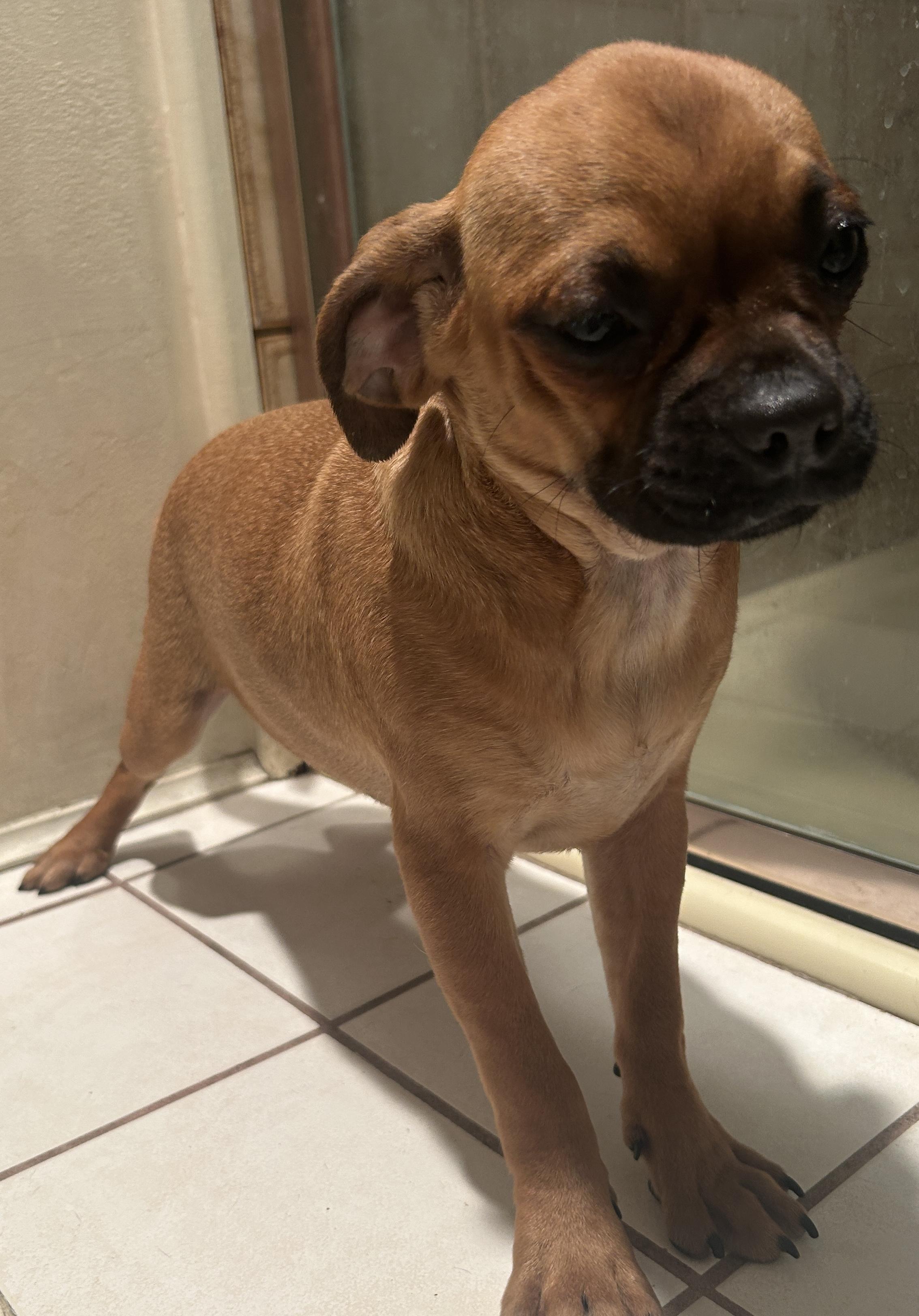 Enlarge PETULA, a ADOPTABLE mixed breed in El Cajon, CA image 4/6