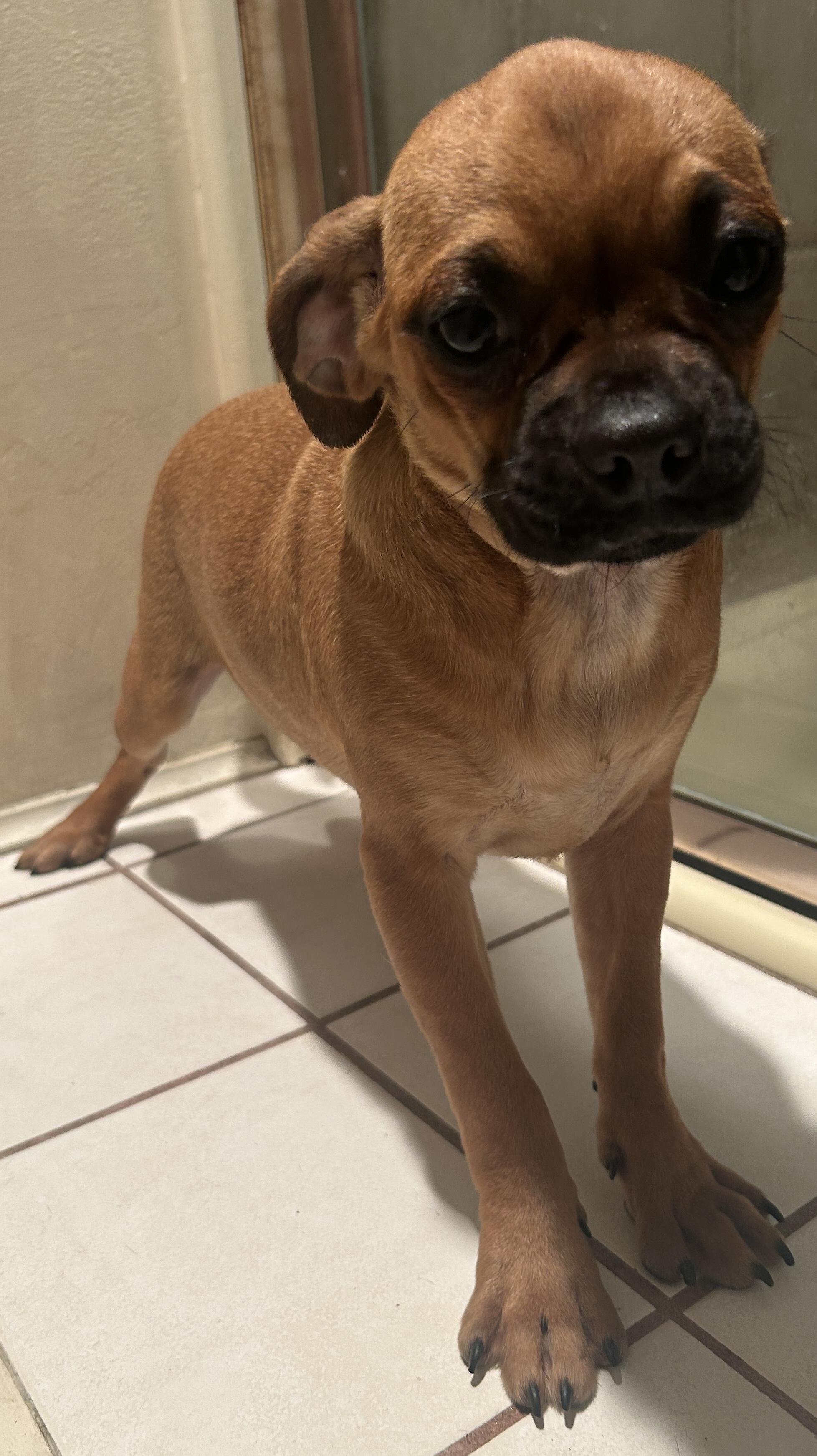 Enlarge PETULA, a ADOPTABLE mixed breed in El Cajon, CA image 5/6