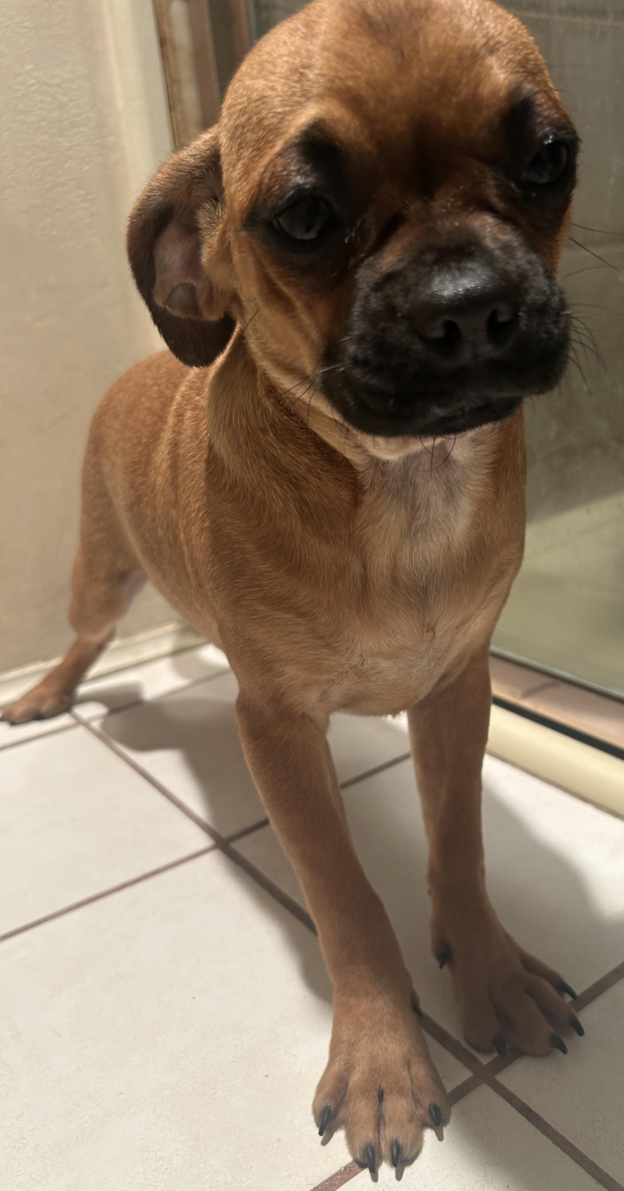 PETULA, ADOPTABLE, Puppy Female Pug & Chihuahua.