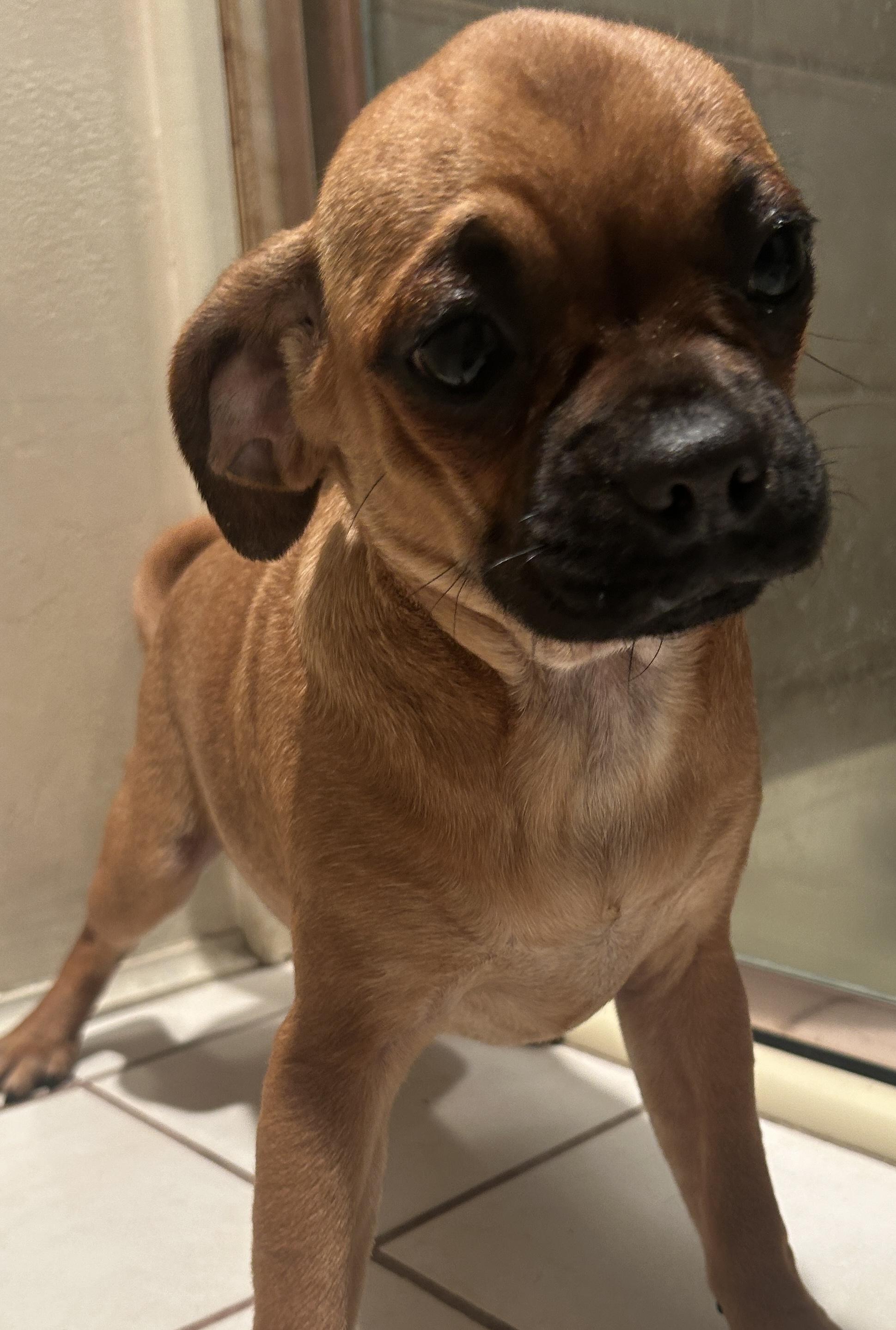 Enlarge PETULA, a ADOPTABLE mixed breed in El Cajon, CA image 2/6